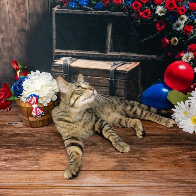 Mojo
