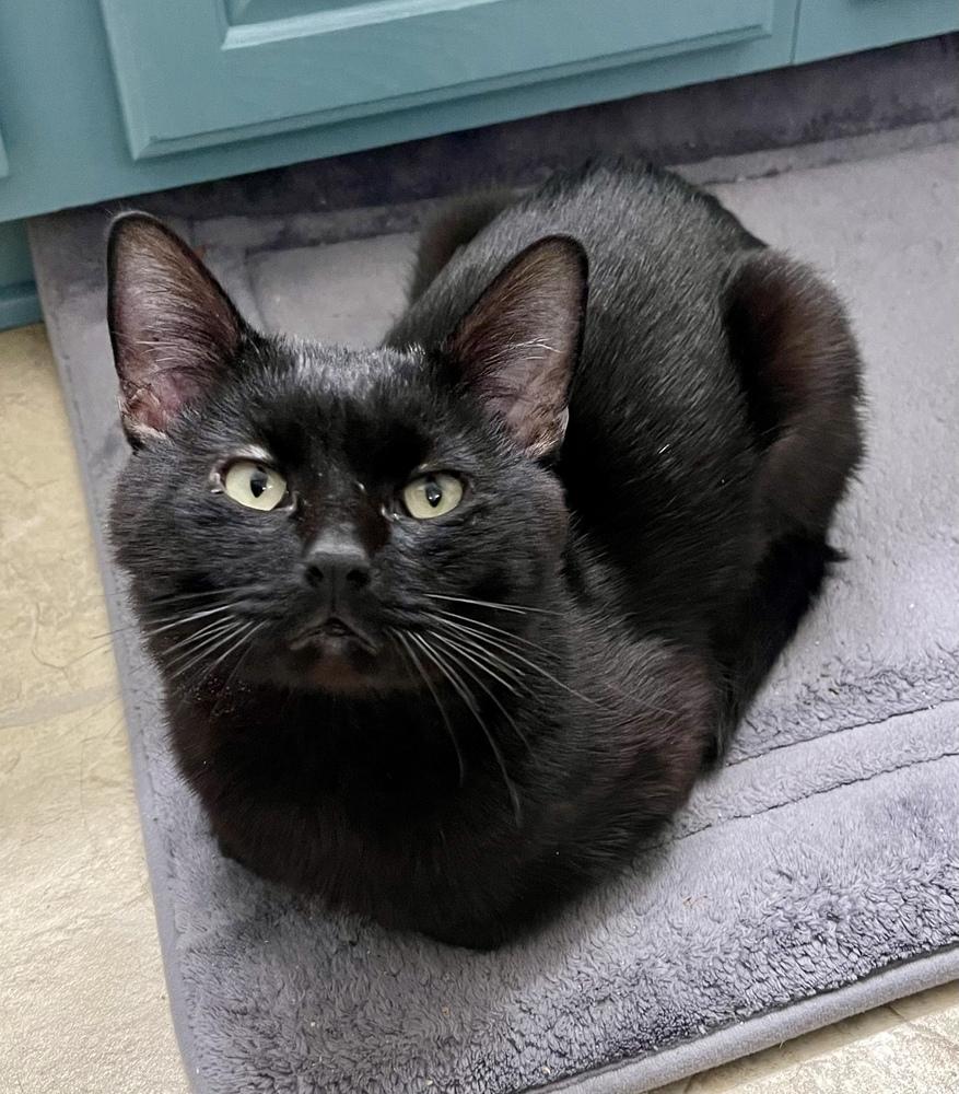 Enlarge Stanley, a Adoptable Domestic Short Hair in Wilson, NC image 1/1