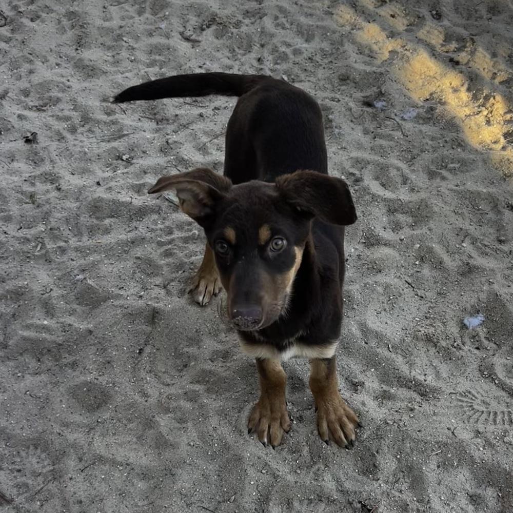 Enlarge Watermelon - 26048, a Adoptable mixed breed in Armonk, NY image 1/3