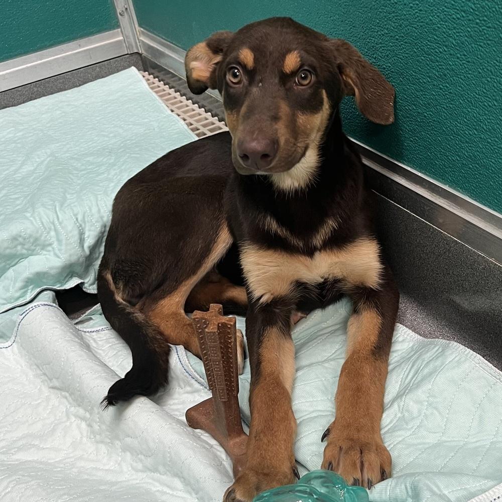 Enlarge Watermelon - 26048, a Adoptable mixed breed in Armonk, NY image 2/3