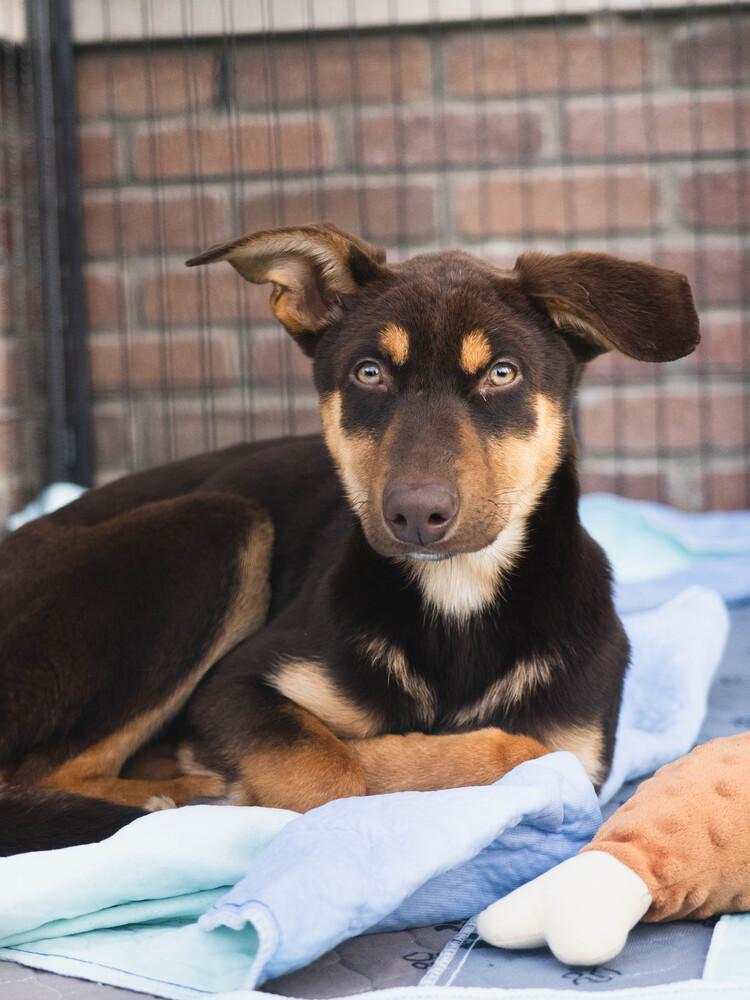 Enlarge Watermelon - 26048, a Adoptable mixed breed in Armonk, NY image 3/3