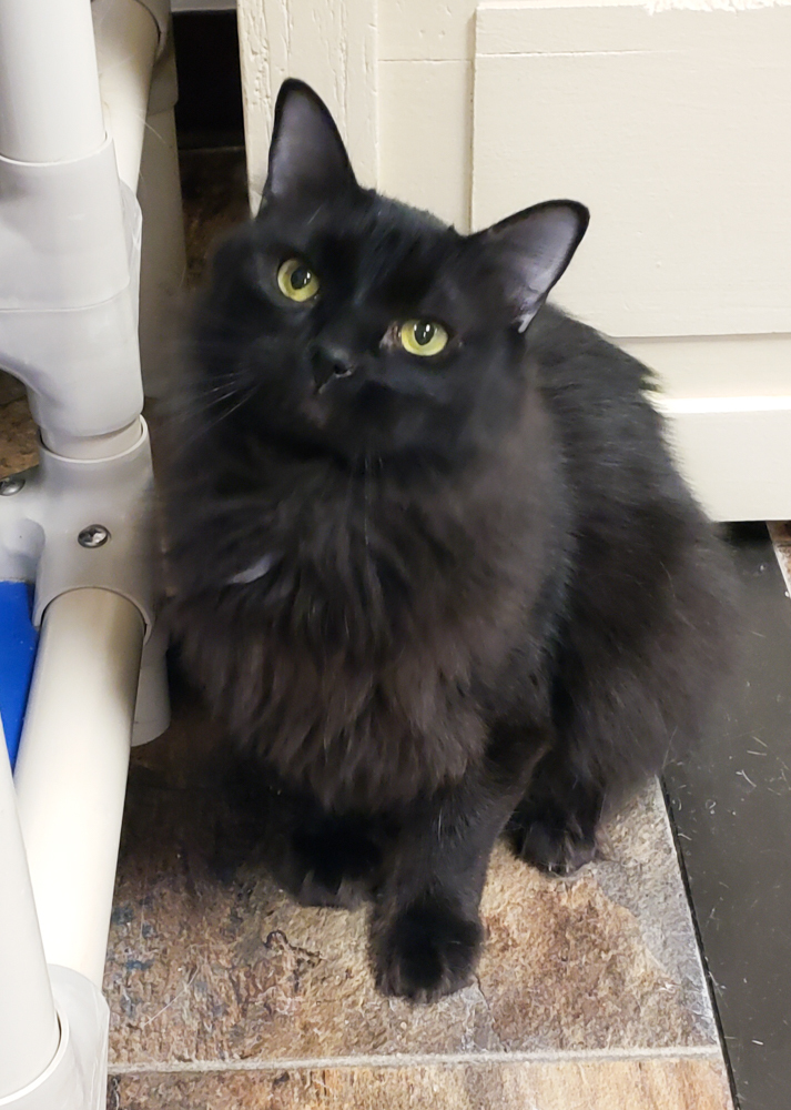 Floki (gets adopted with Heidi), a Adoptable Domestic Long Hair in Westminster, CO image 4/4