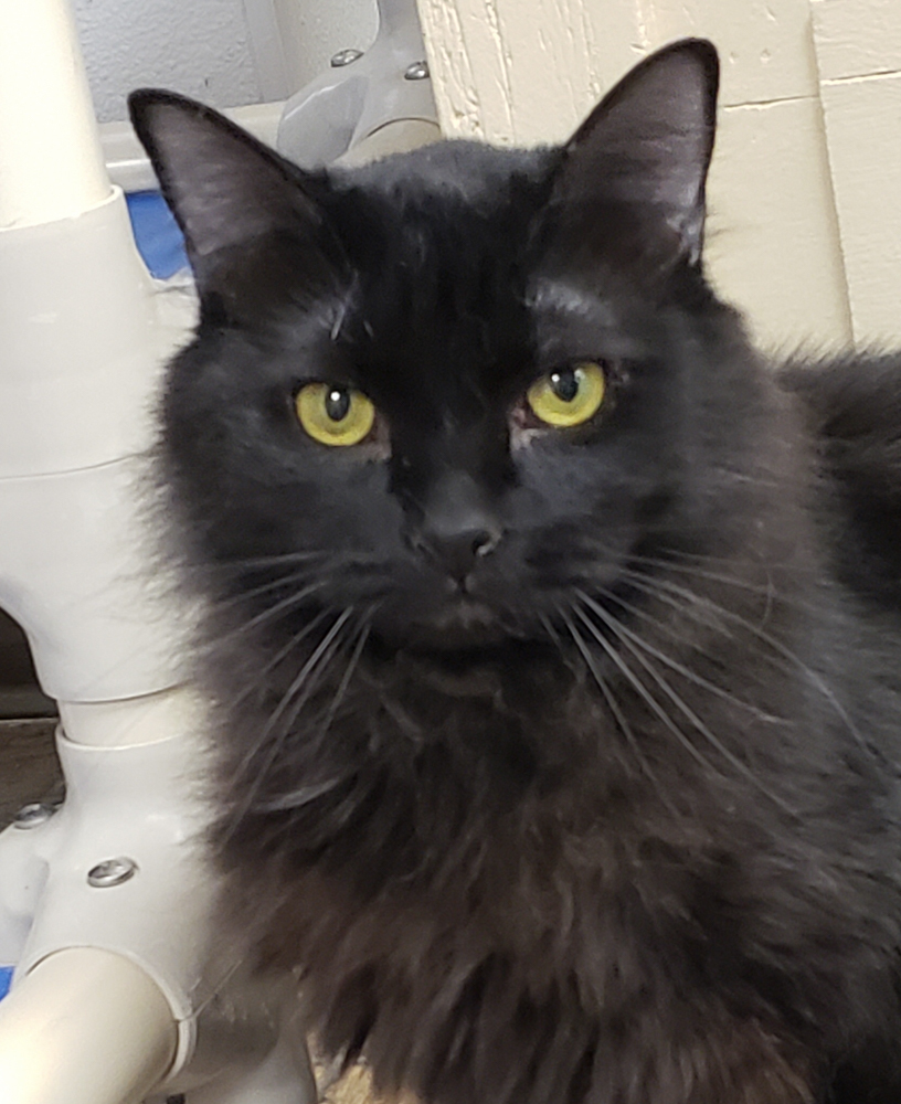 Floki (gets adopted with Heidi), a Adoptable Domestic Long Hair in Westminster, CO image 1/4