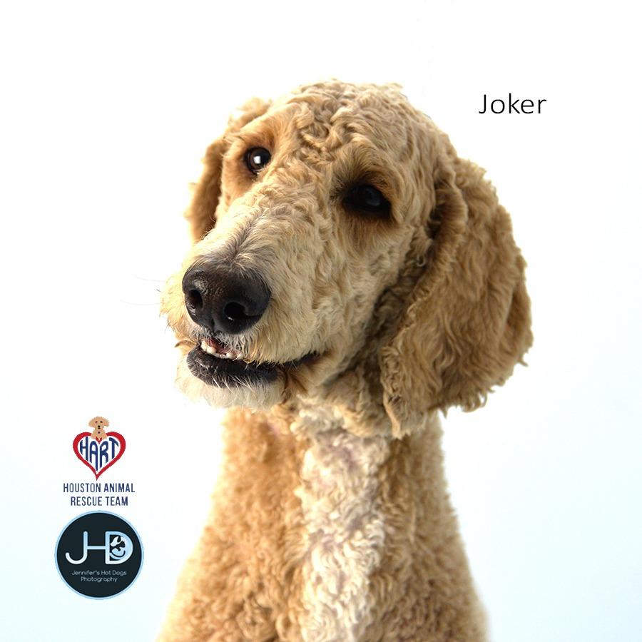 Enlarge Joker, a Adoptable Poodle in Hockley, TX image 1/4