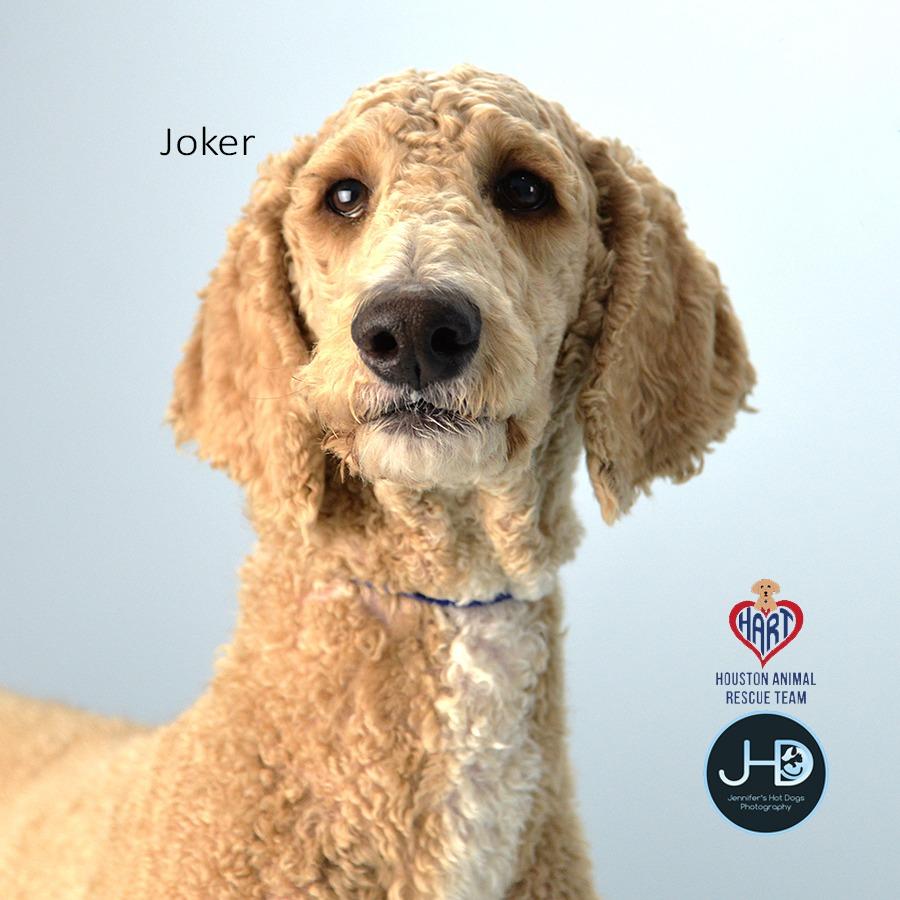 Enlarge Joker, a Adoptable Poodle in Hockley, TX image 2/4