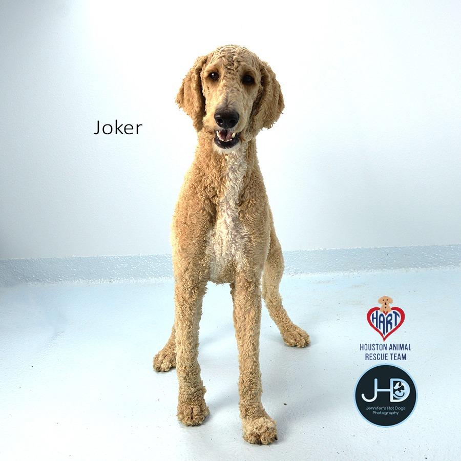 Enlarge Joker, a Adoptable Poodle in Hockley, TX image 3/4