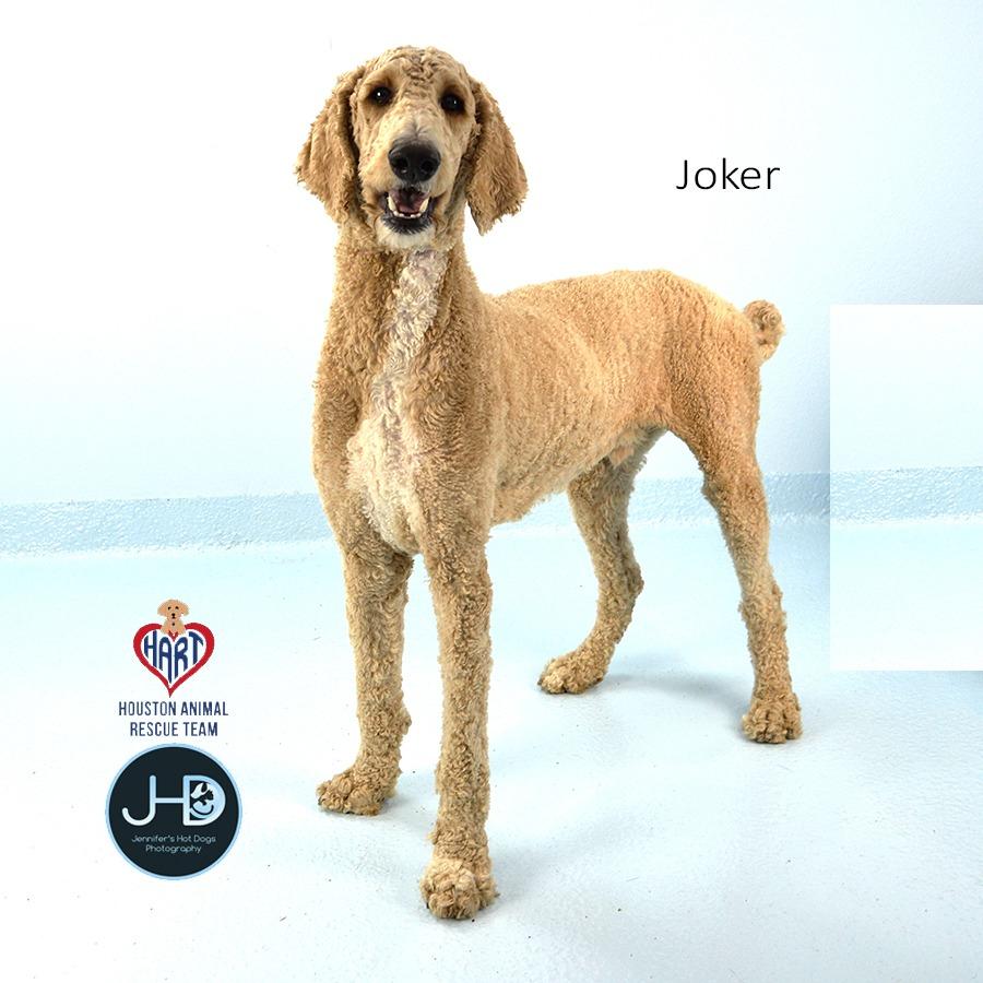 Enlarge Joker, a Adoptable Poodle in Hockley, TX image 4/4