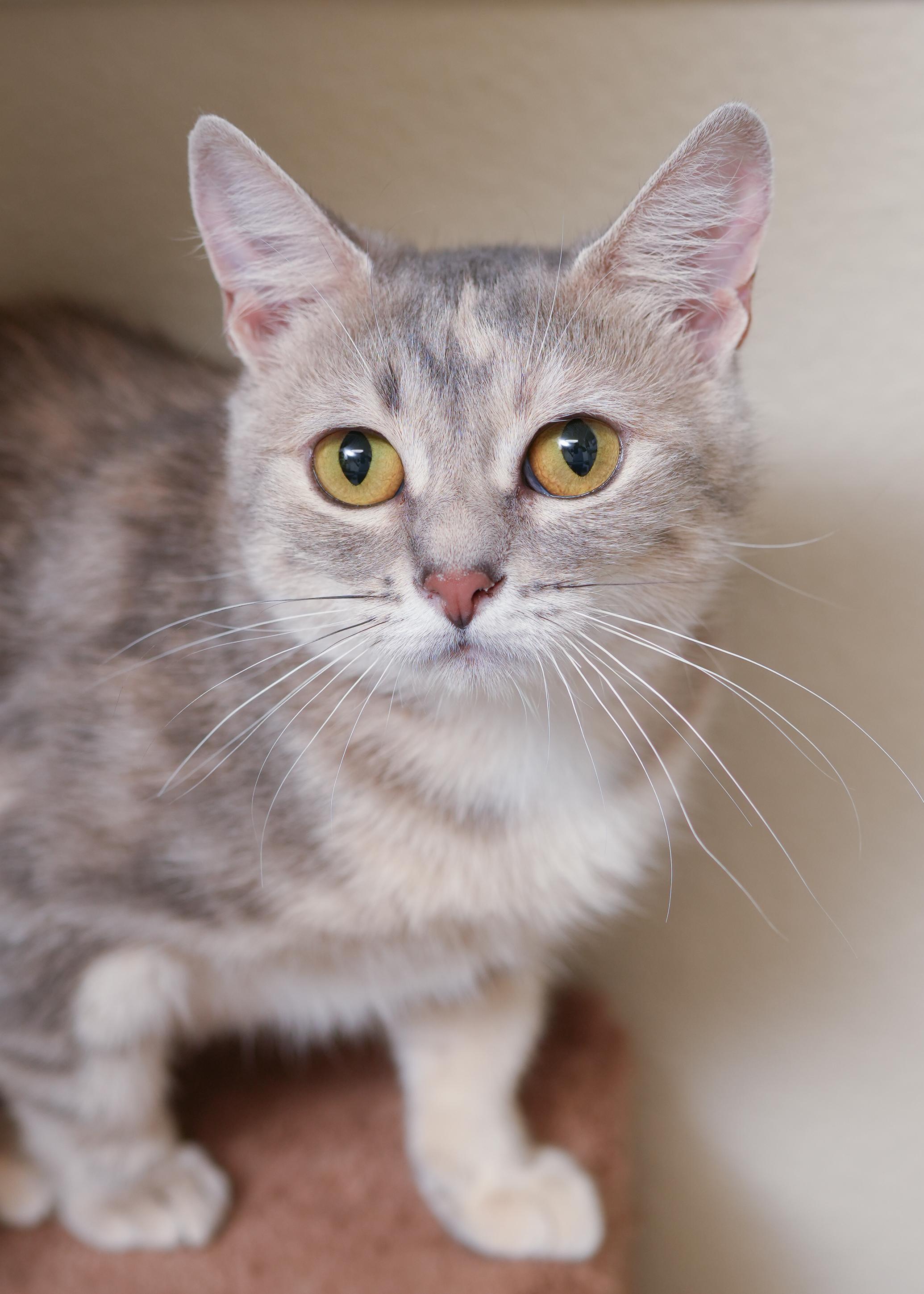 Kelly, an adoptable Domestic Short Hair in Boise, ID, 83709 | Photo Image 1