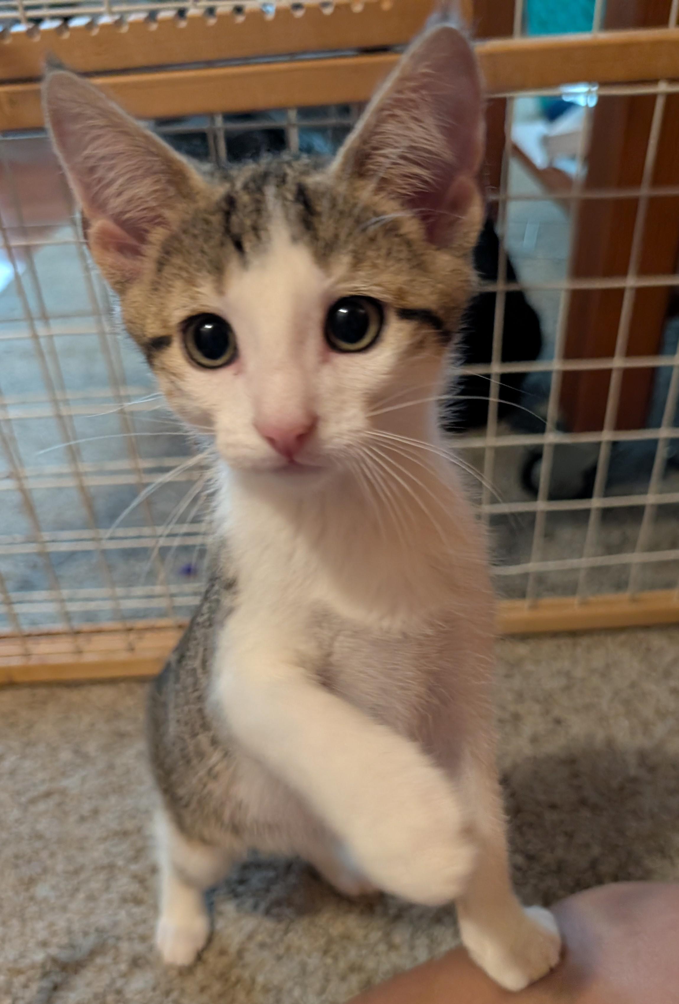 Pine, a ADOPTABLE Domestic Short Hair in Wadsworth, OH image 3/4
