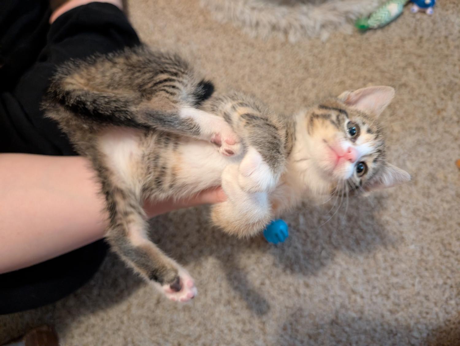 Pine, a ADOPTABLE Domestic Short Hair in Wadsworth, OH image 4/4