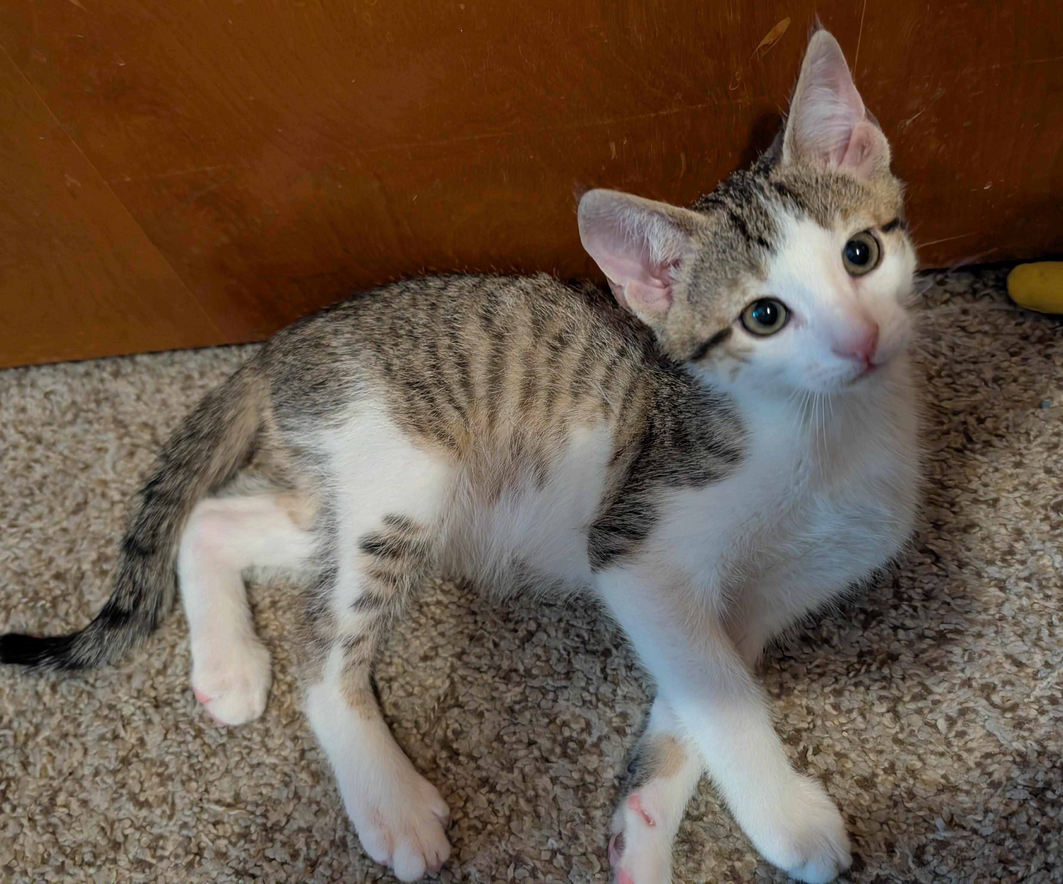 Pine, a ADOPTABLE Domestic Short Hair in Wadsworth, OH image 2/4