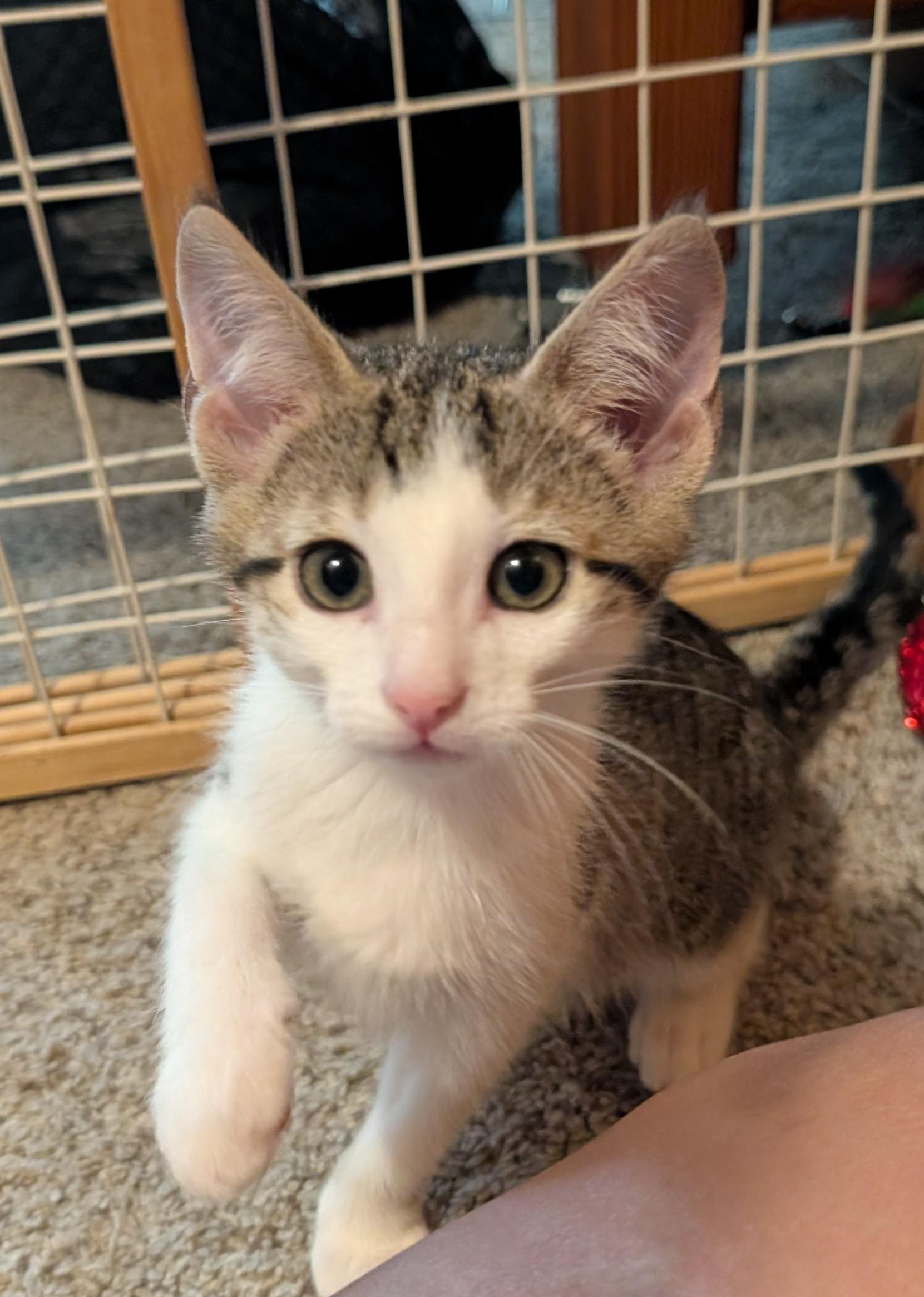 Pine, ADOPTABLE, Kitten Male Domestic Short Hair.