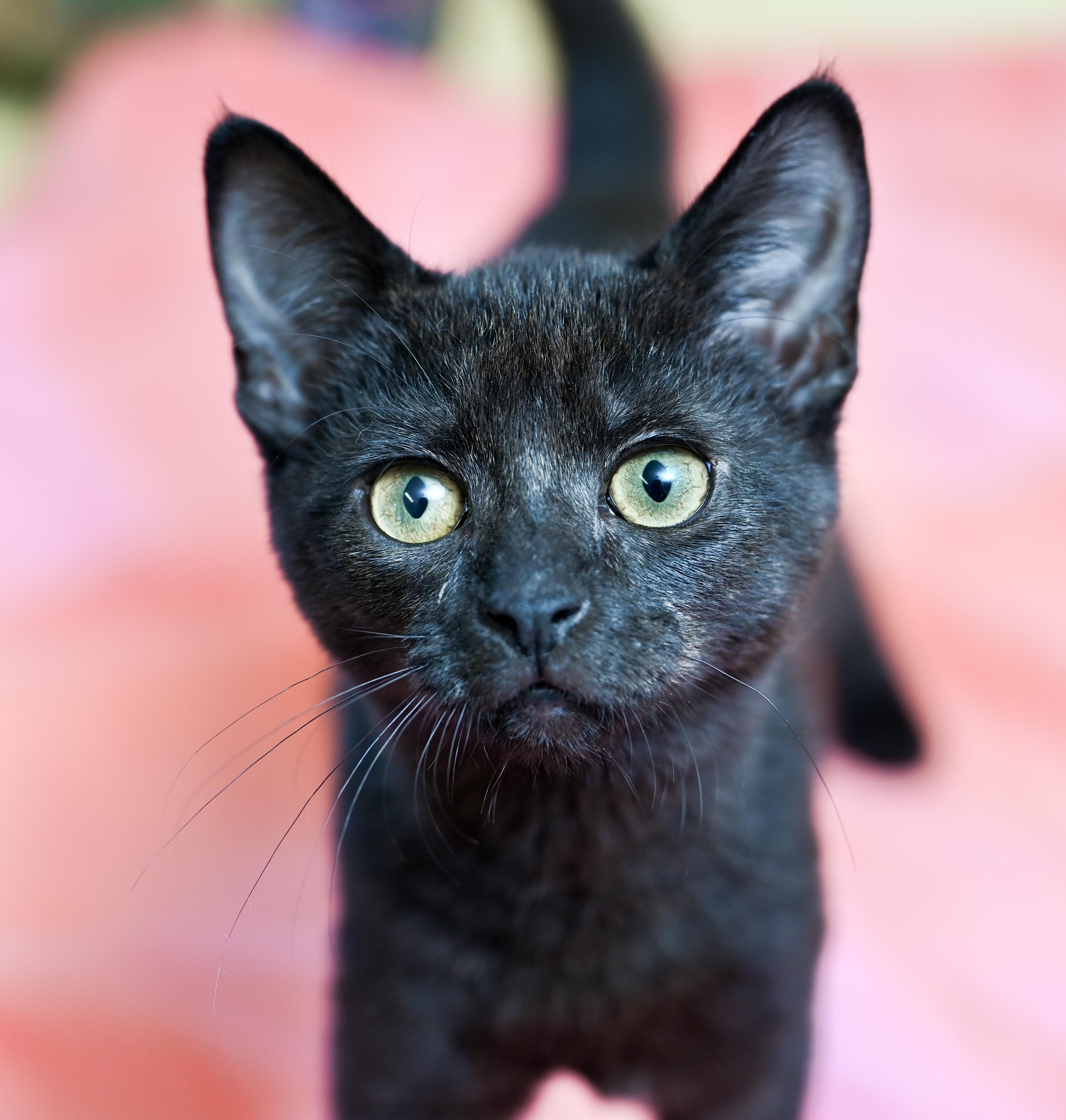 Enlarge Poppy, a ADOPTABLE Domestic Short Hair in Chattanooga, TN image 2/6
