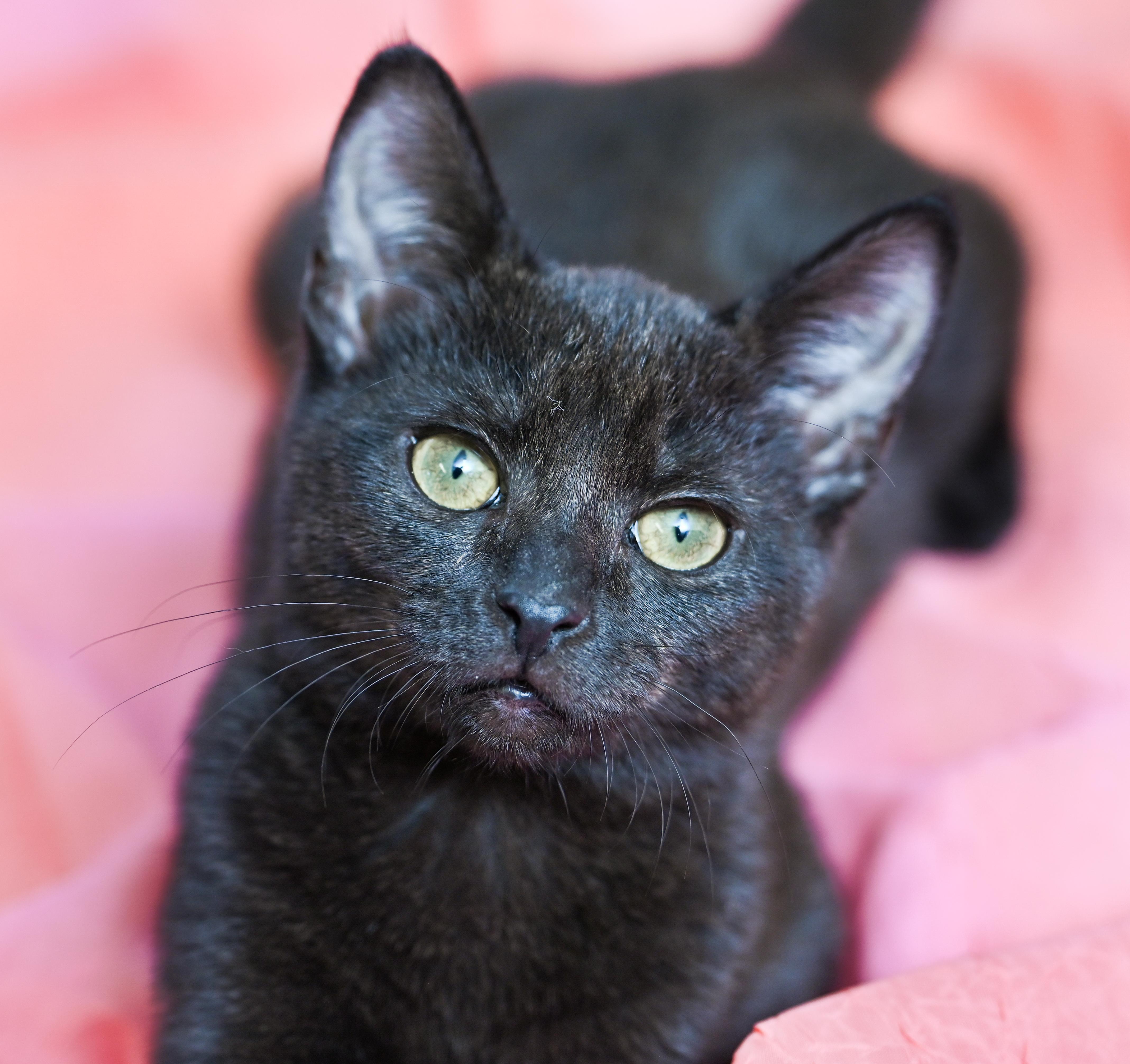 Enlarge Poppy, a ADOPTABLE Domestic Short Hair in Chattanooga, TN image 5/6