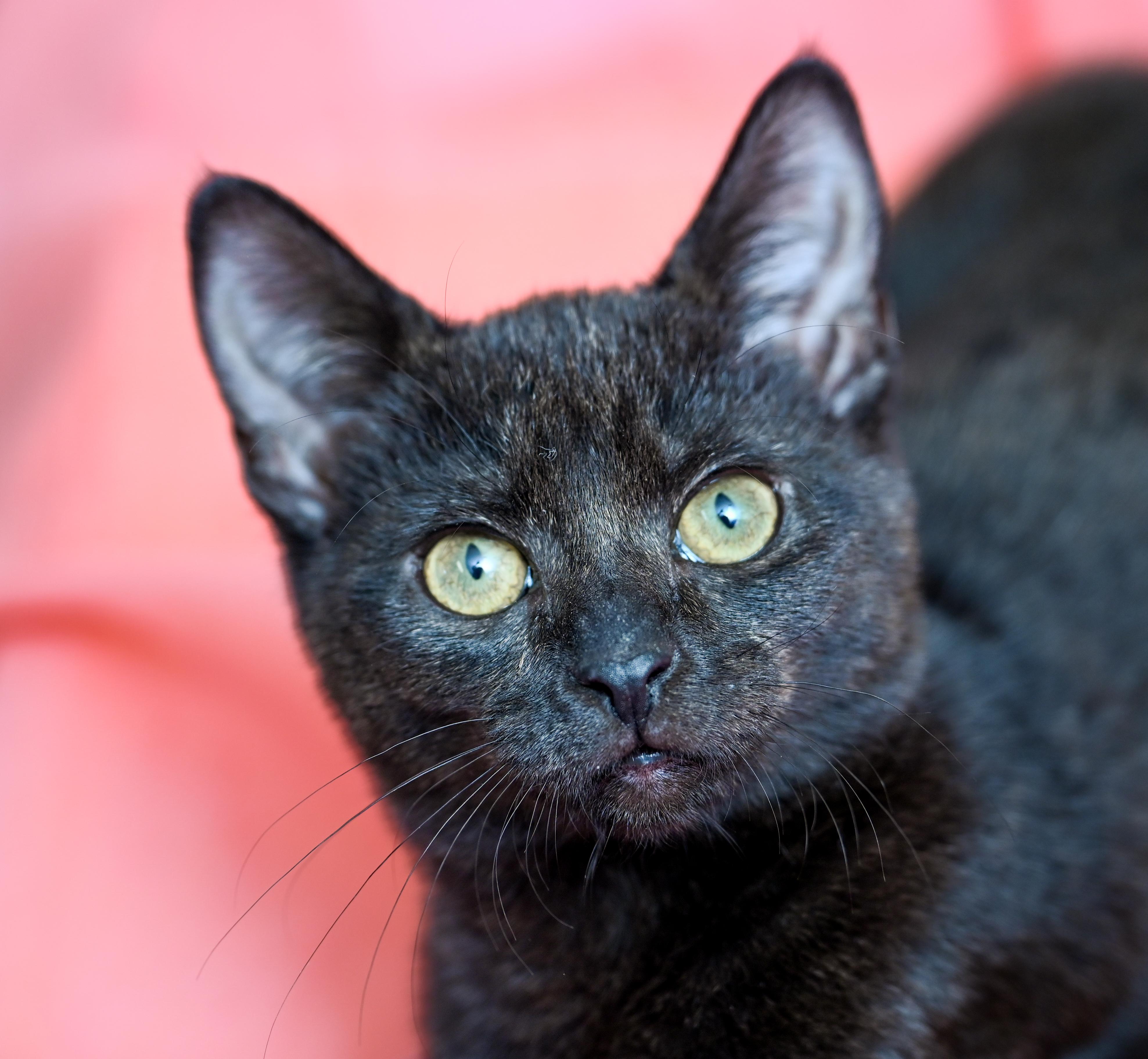 Enlarge Poppy, a ADOPTABLE Domestic Short Hair in Chattanooga, TN image 4/6