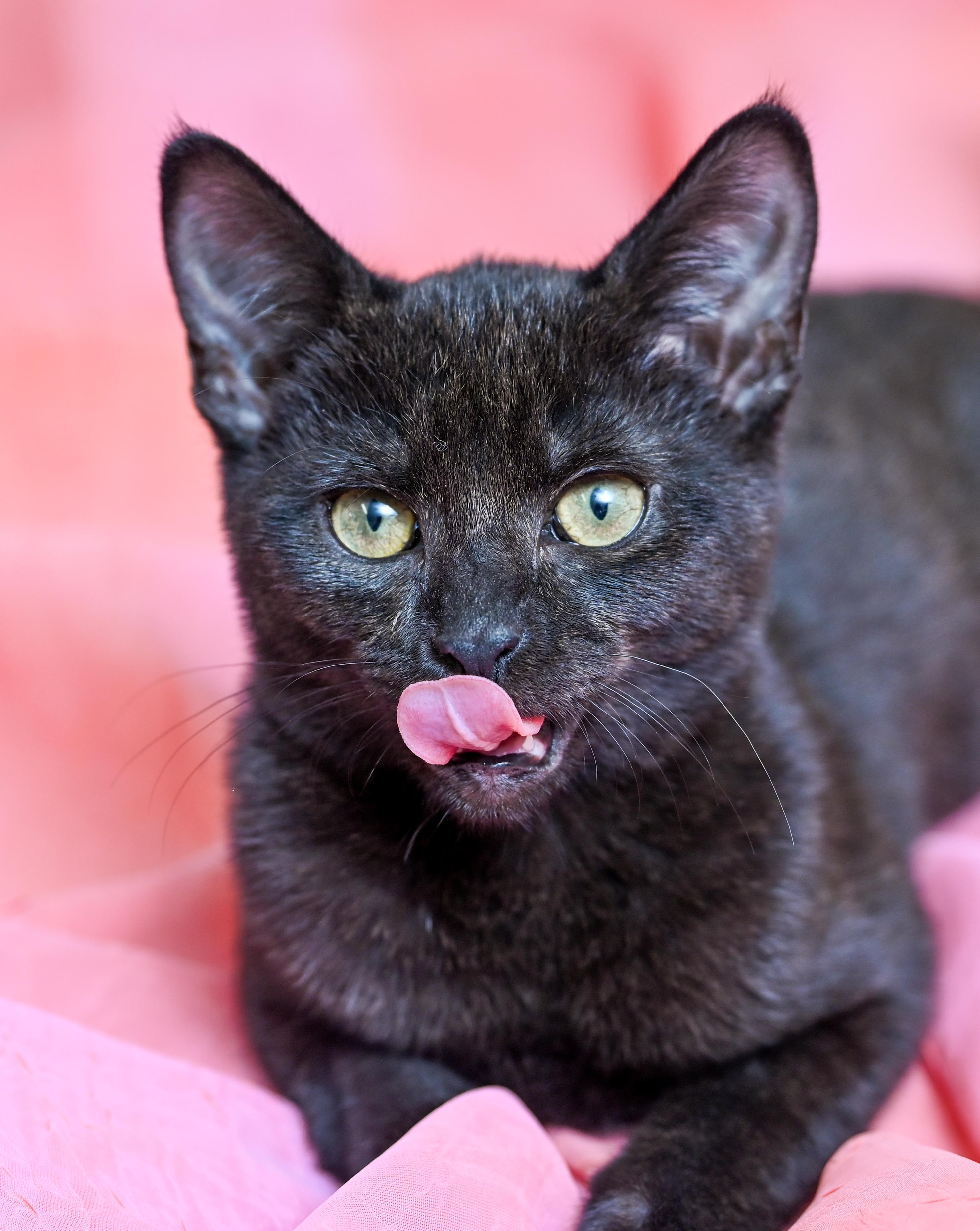 Enlarge Poppy, a ADOPTABLE Domestic Short Hair in Chattanooga, TN image 3/6