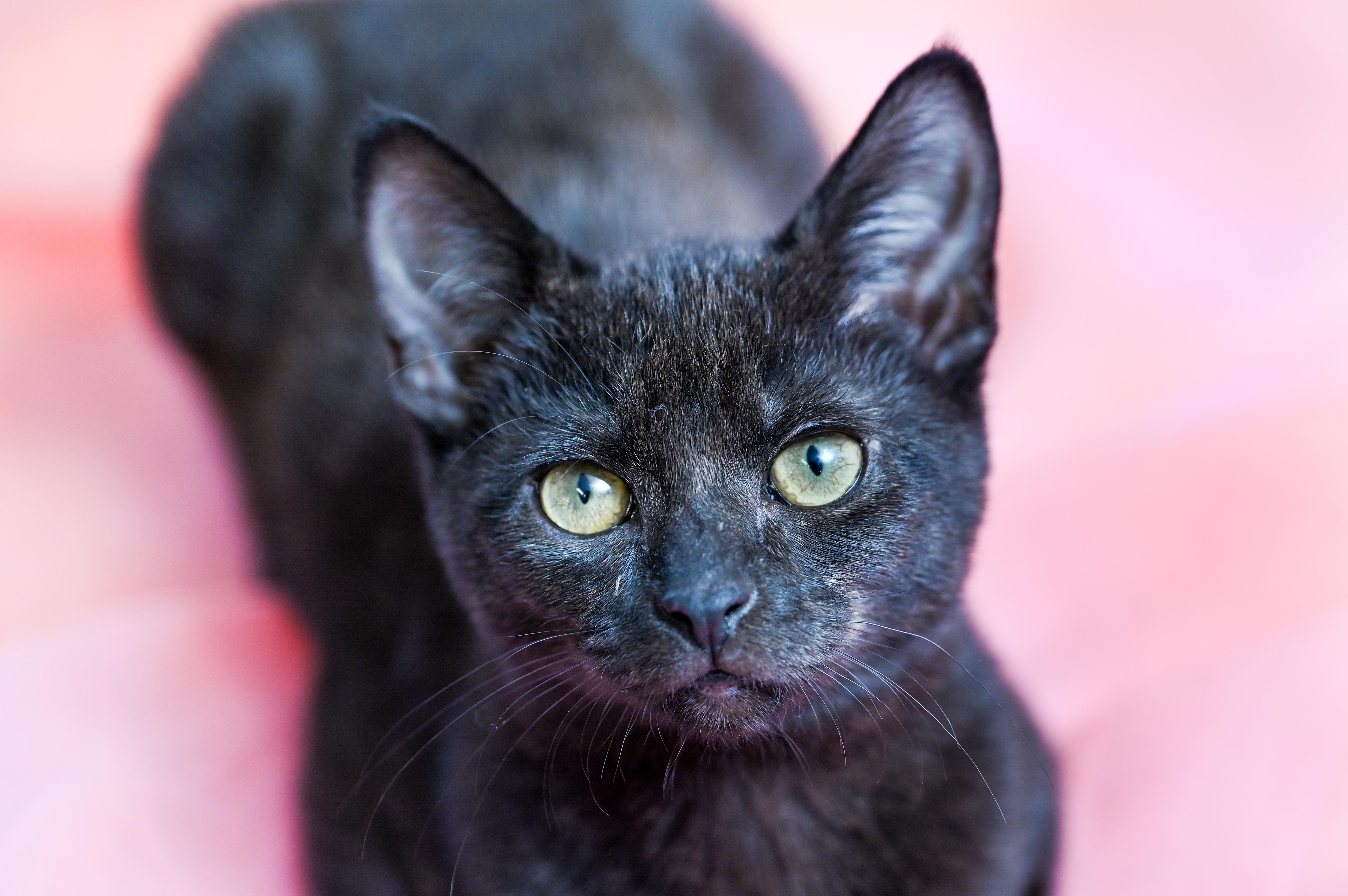 Enlarge Poppy, a ADOPTABLE Domestic Short Hair in Chattanooga, TN image 6/6