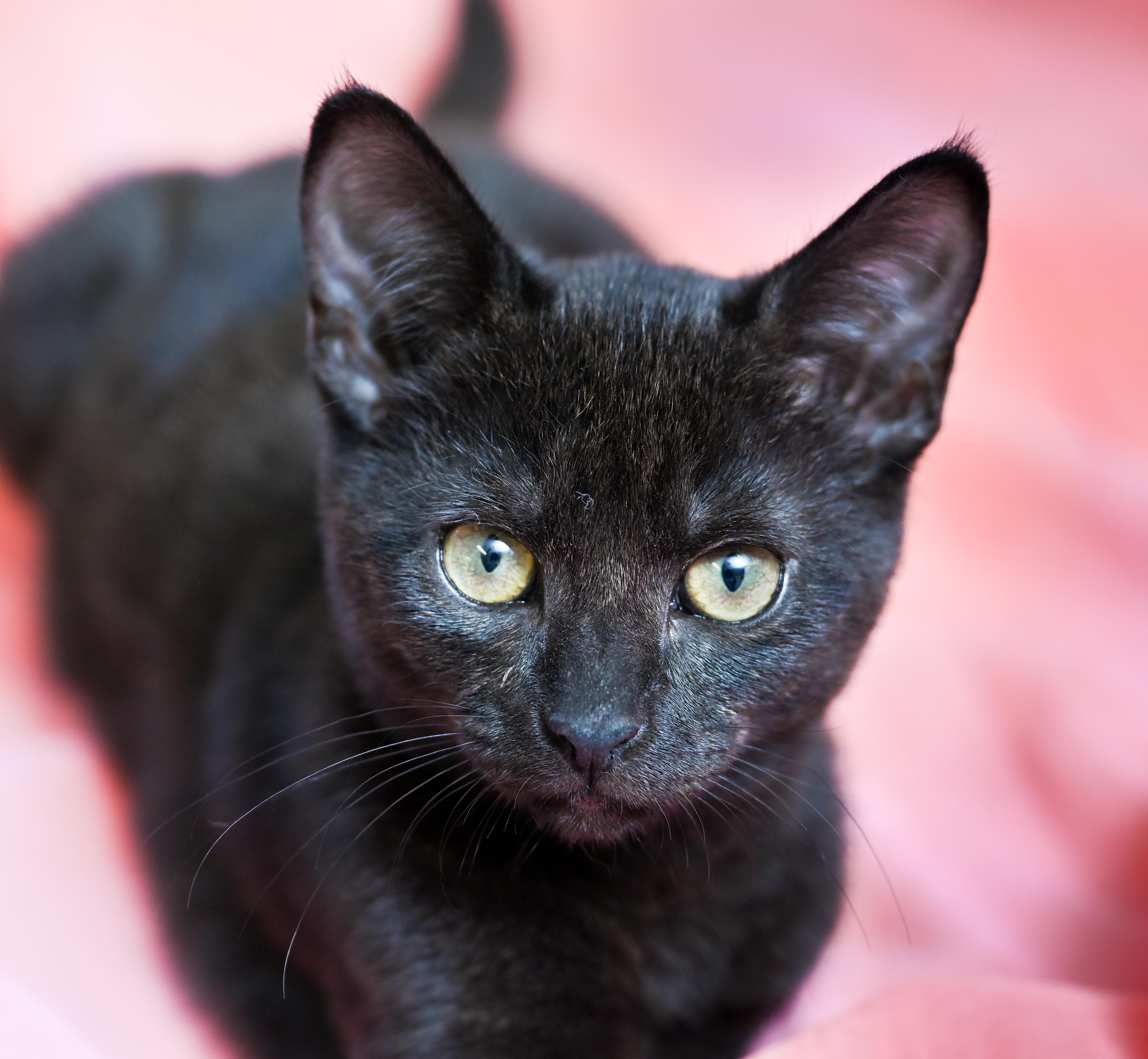 Enlarge Poppy, a ADOPTABLE Domestic Short Hair in Chattanooga, TN image 1/6