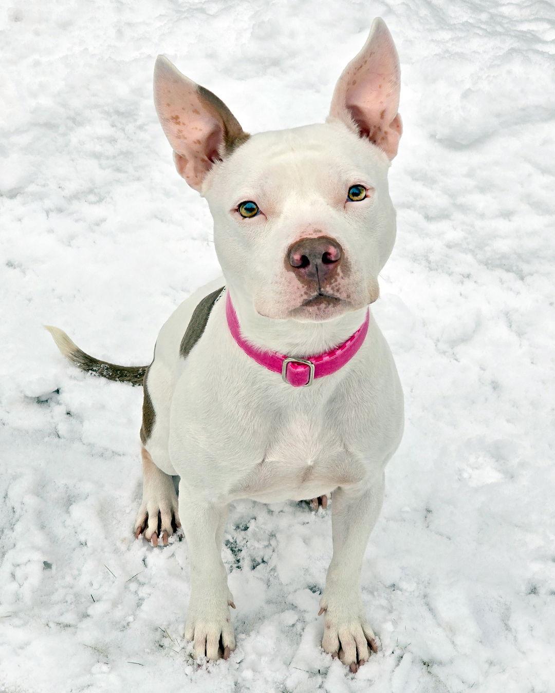 Vanna White, Adoptable, Adult Female Pit Bull Terrier & American Staffordshire Terrier.