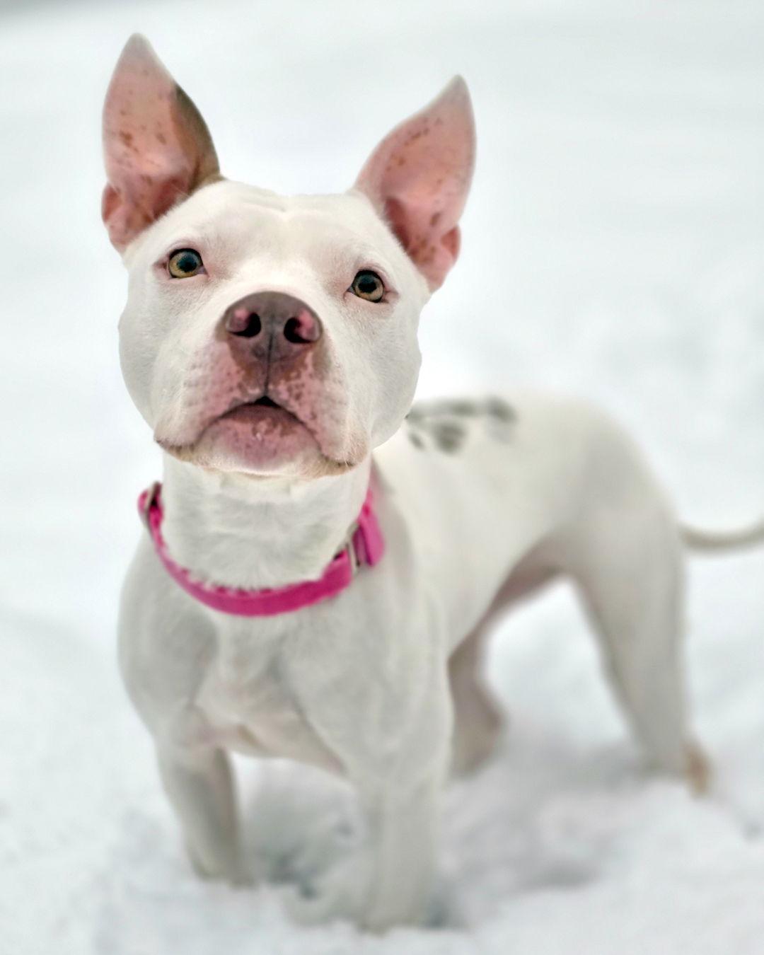 Vanna White, a Adoptable mixed breed in Westminster, MA image 2/3