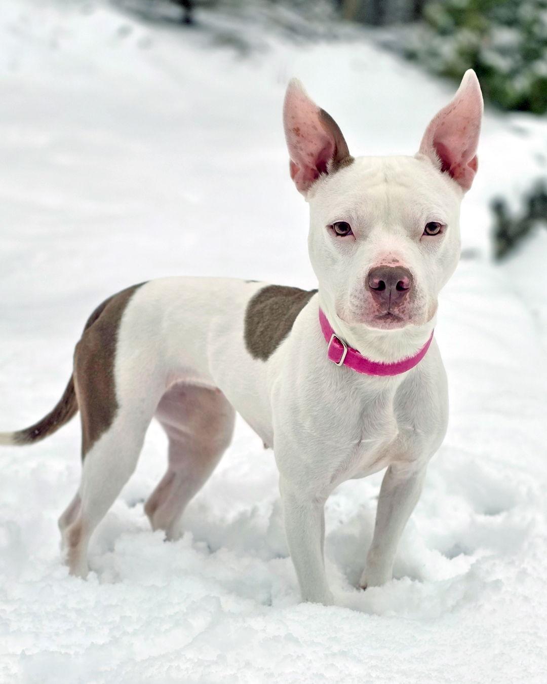 Vanna White, a Adoptable mixed breed in Westminster, MA image 3/3