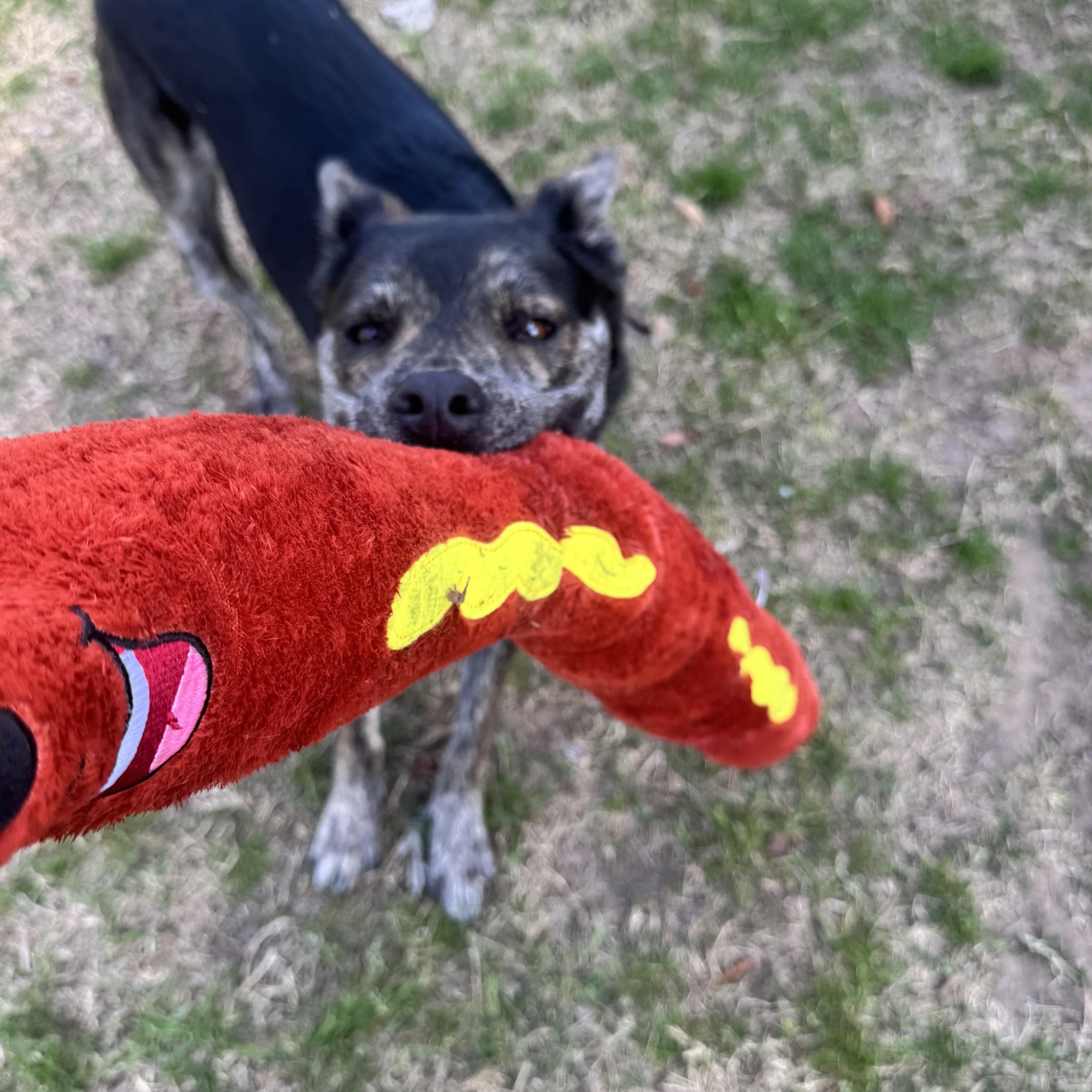 Enlarge Pinto, a Adoptable mixed breed in Columbus , OH image 5/6