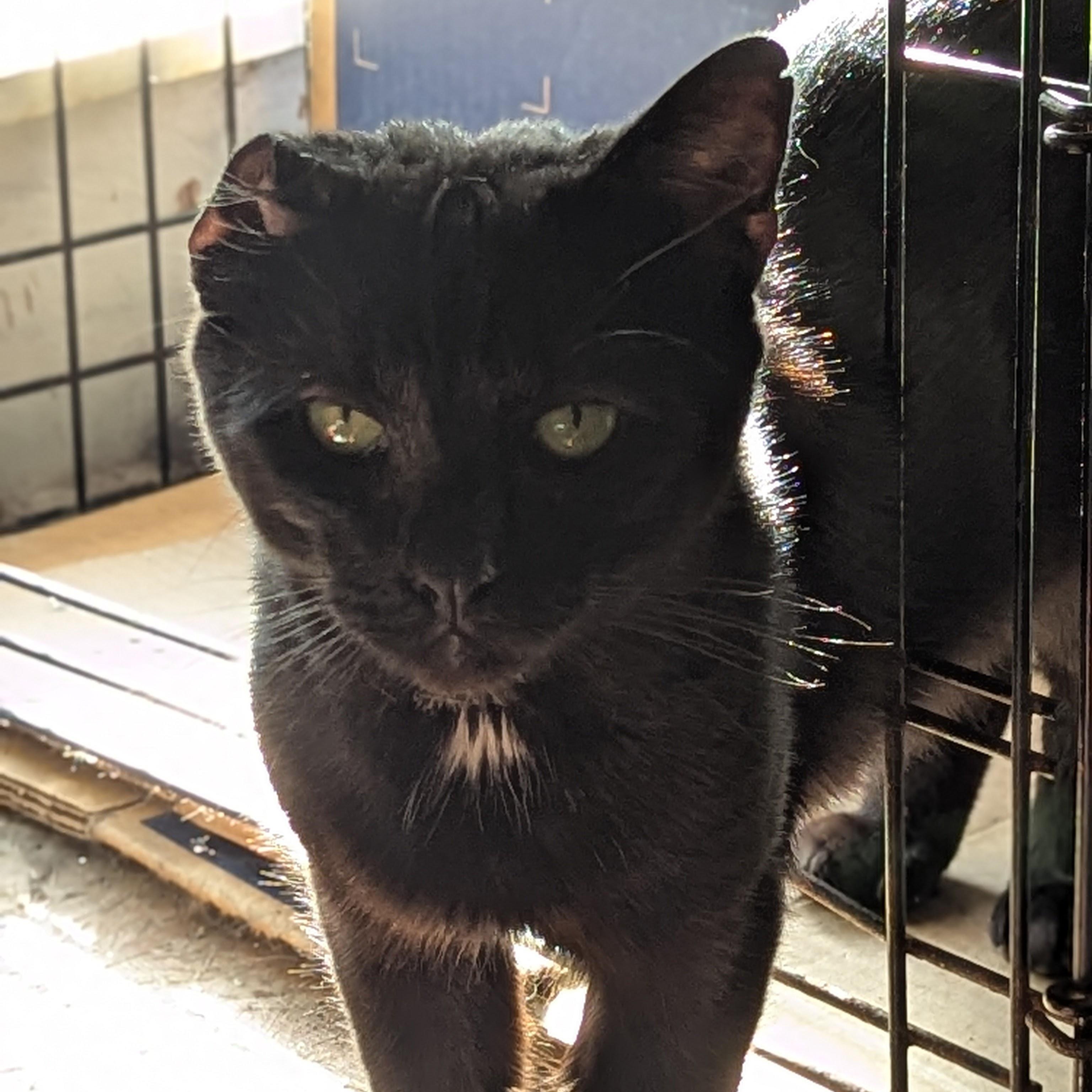 Uno, Adoptable, Adult Male Bombay & Domestic Short Hair.