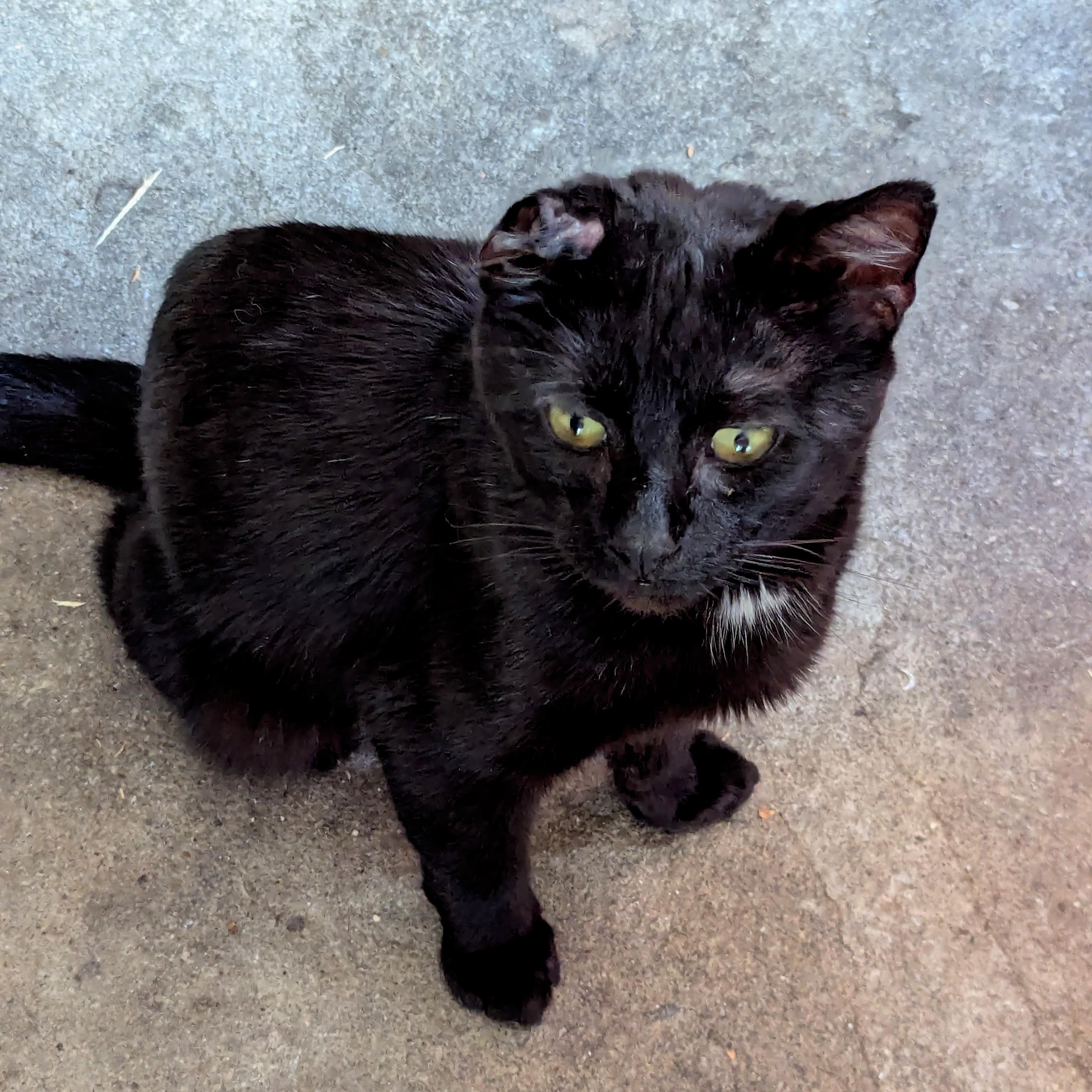 Enlarge Uno, a Adoptable mixed breed in Independence, OH image 4/5