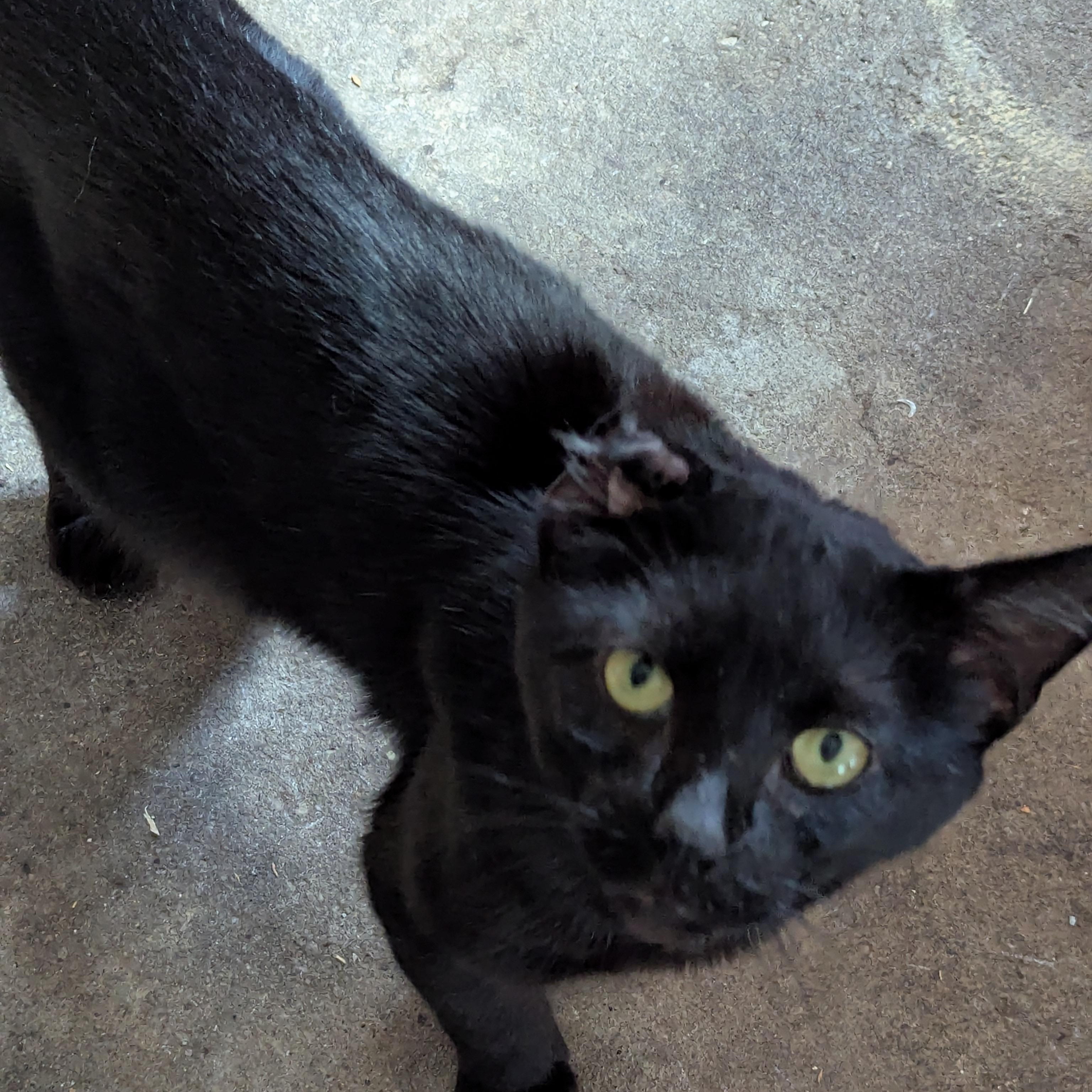 Enlarge Uno, a Adoptable mixed breed in Independence, OH image 5/5