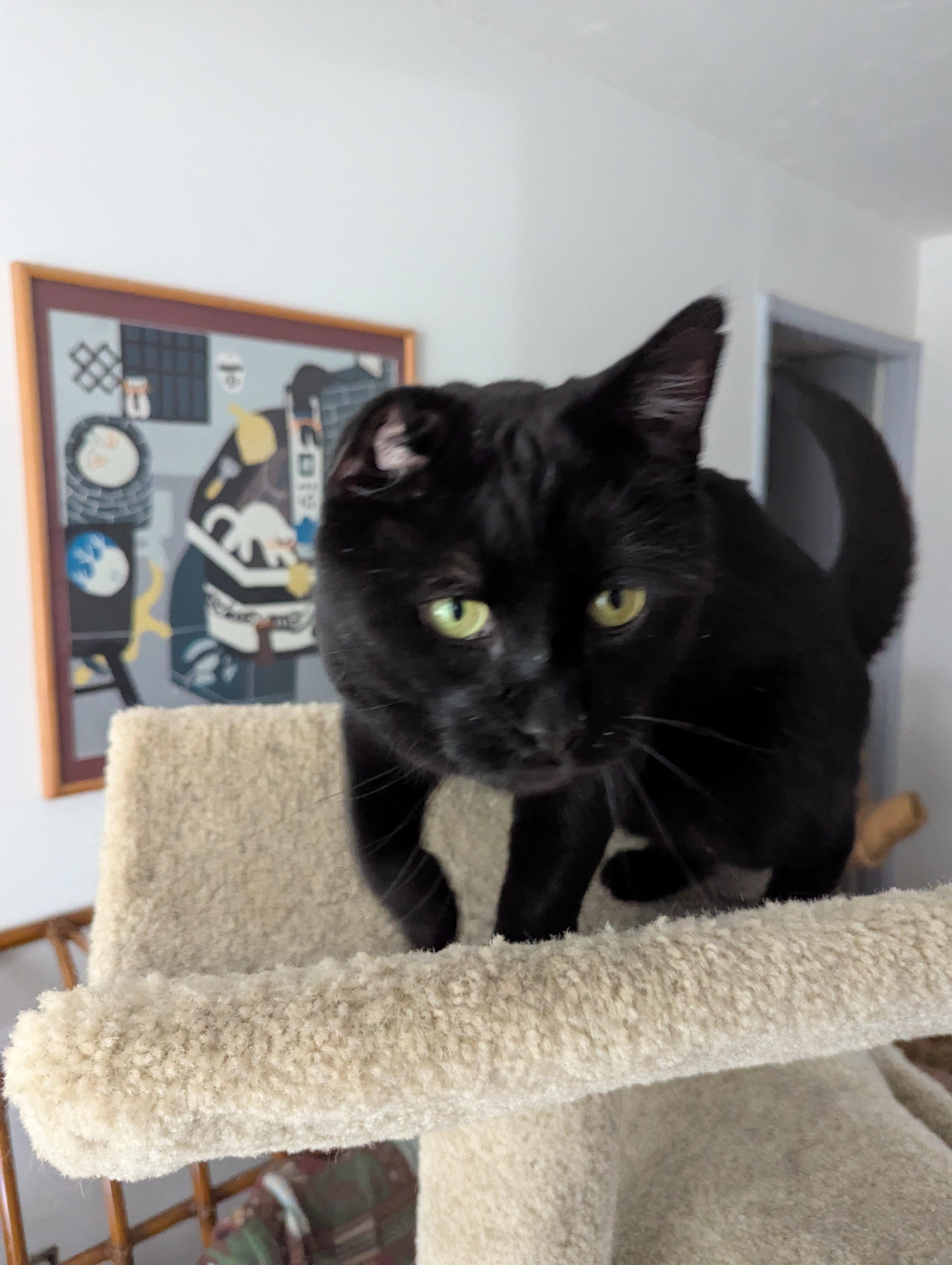 Enlarge Uno - Mr. Congeniality, a Adoptable mixed breed in Independence, OH image 1/4