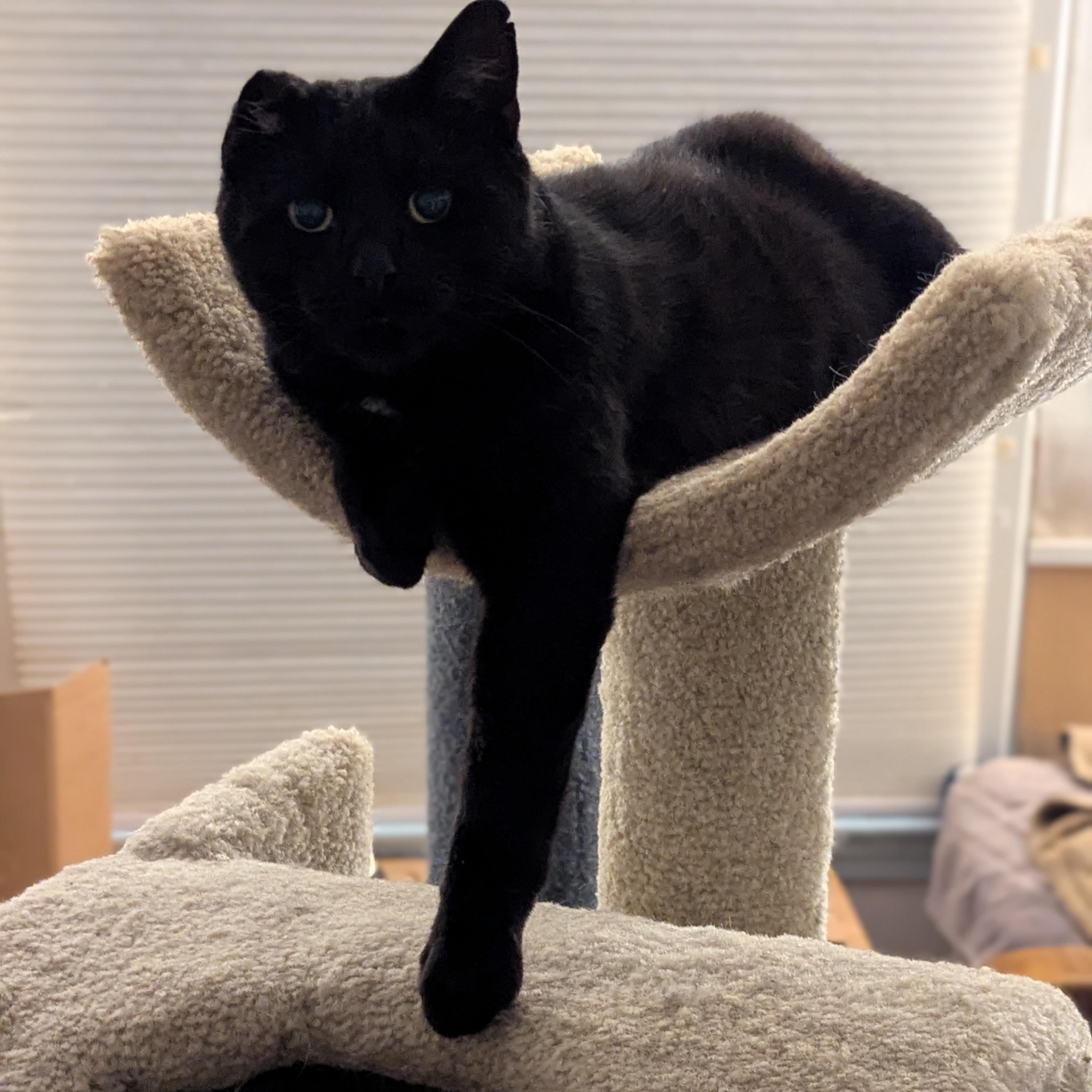 Enlarge Uno, a Adoptable mixed breed in Independence, OH image 2/5