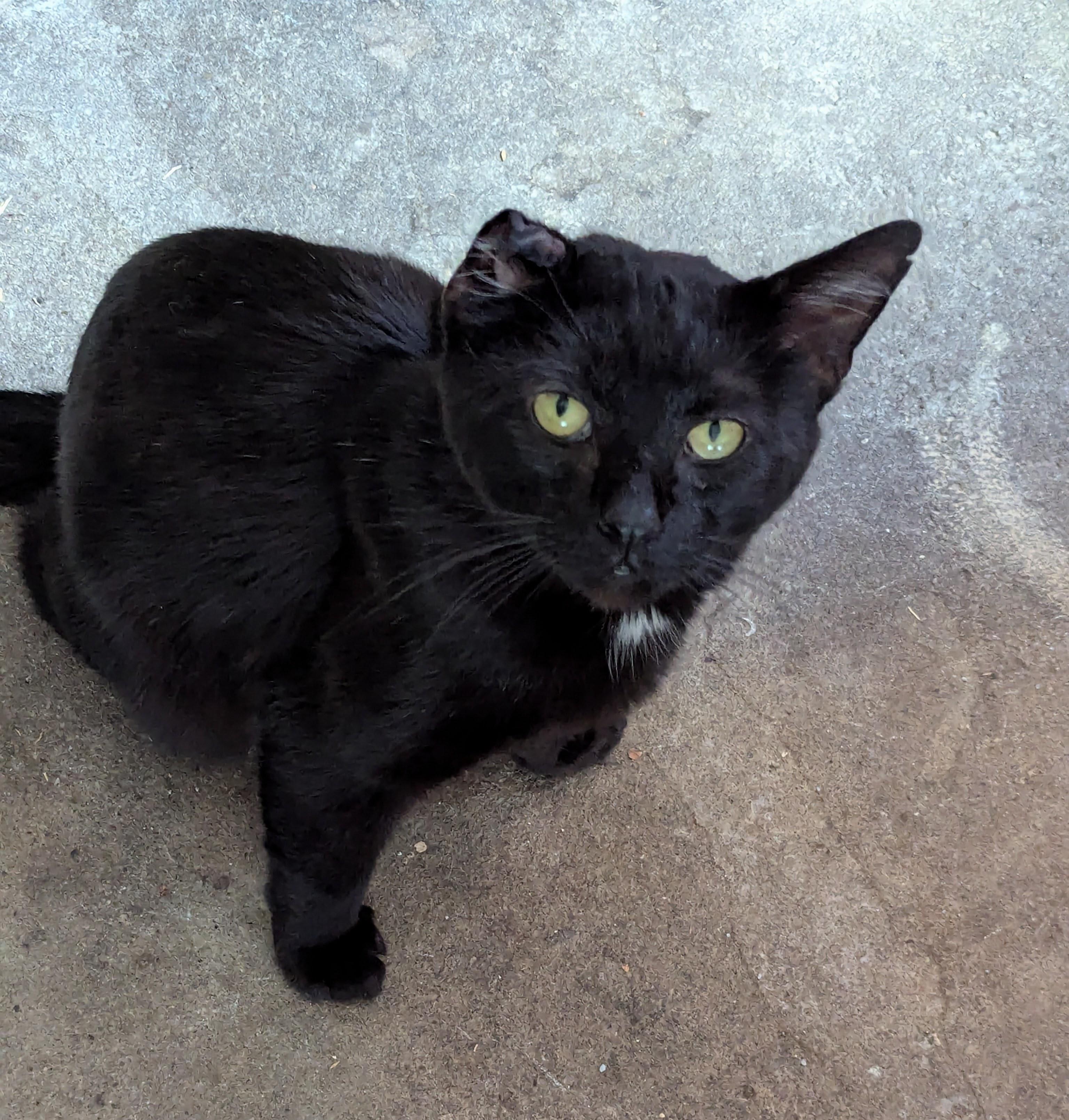 Enlarge Uno, a Adoptable mixed breed in Independence, OH image 3/5