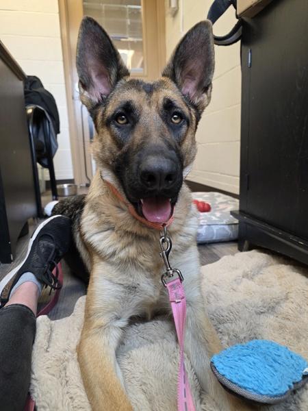 Averie, Adoptable, Adult Female German Shepherd Dog.