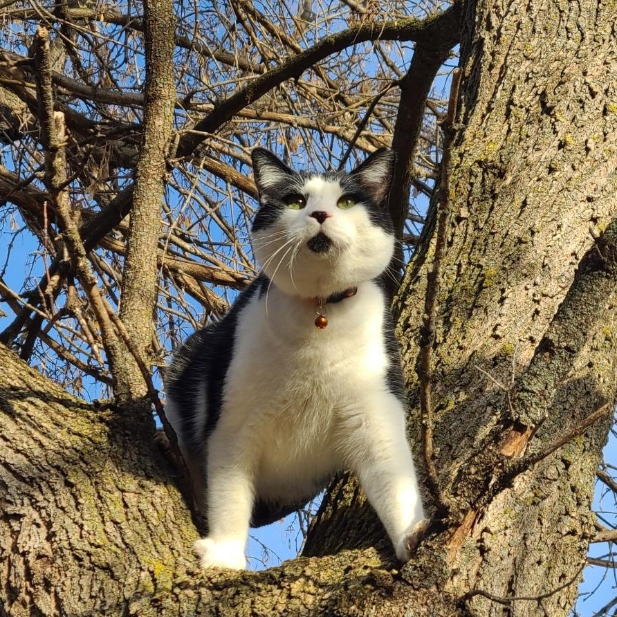 Enlarge STEVE *Dog trapped in cat body*, a Adoptable Domestic Short Hair in Barron, WI image 2/2