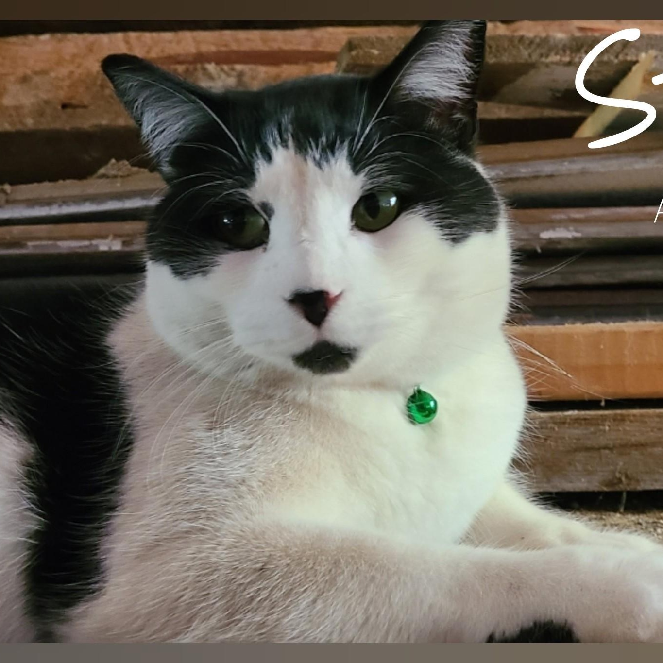 Enlarge STEVE >>The "Dog-in-a-Cat-Suit" Operations Manager<<, a Adoptable Domestic Short Hair in Barron, WI image 1/3