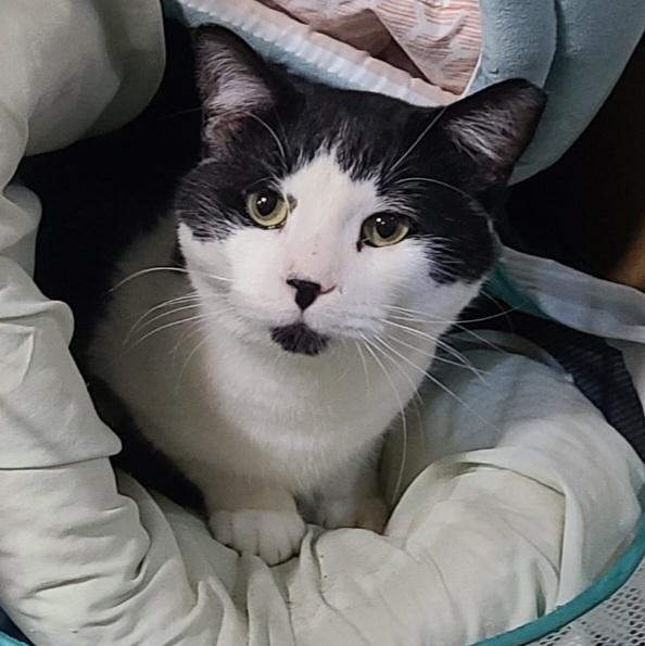 STEVE *Dog trapped in cat body*, Adoptable, Adult Male Domestic Short Hair.