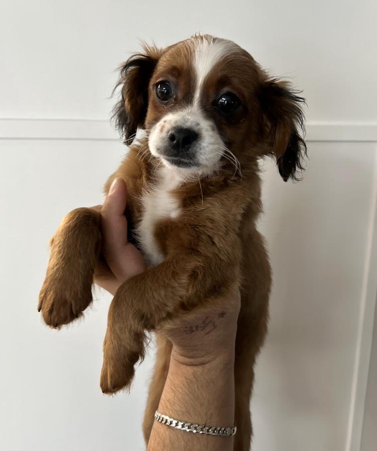 #232 Spencer, Adoptable, Puppy Female Shih poo.