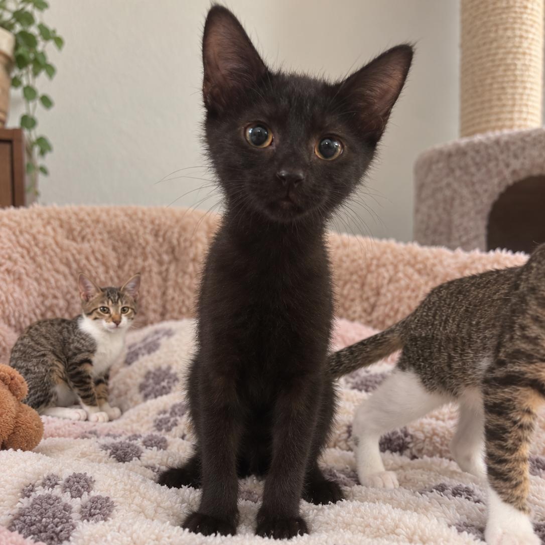 Enlarge Skia, a Adoptable Domestic Short Hair in Tulsa, OK image 2/2