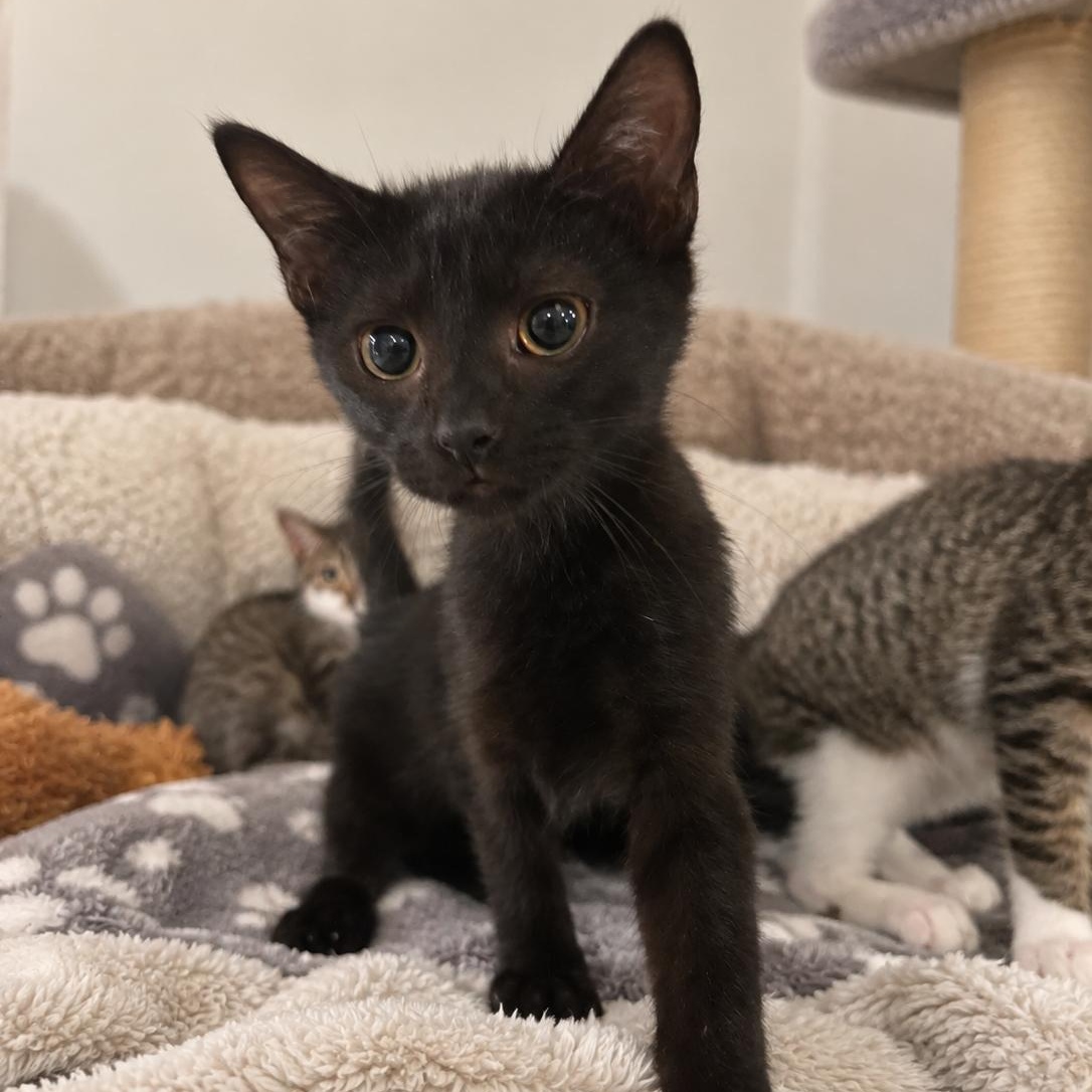 Skia, Adoptable, Kitten Female Domestic Short Hair.