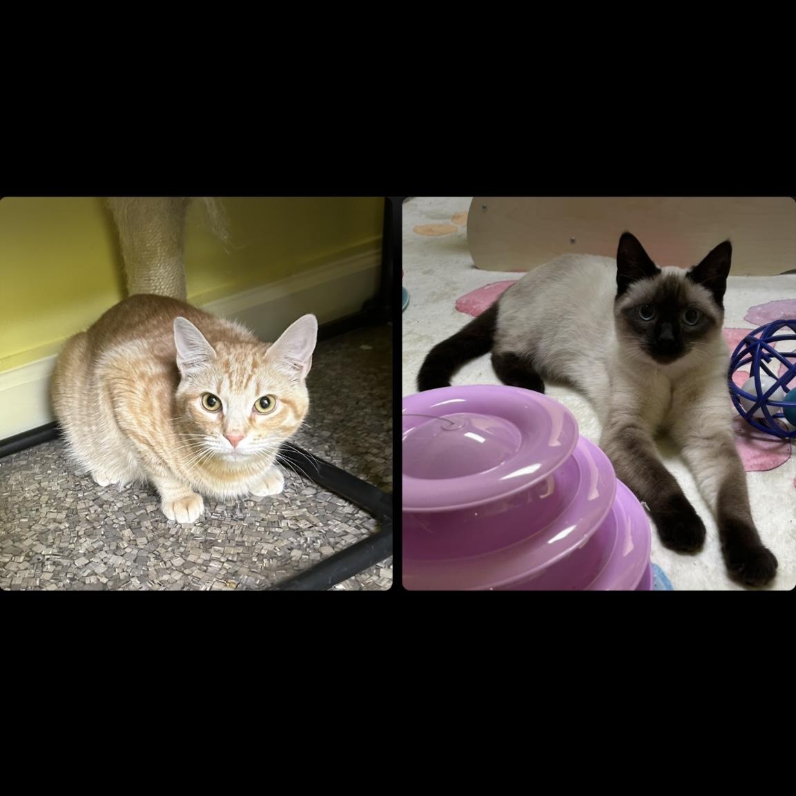 Champ and Chocolina, Adoptable, Young Male Domestic Short Hair & Snowshoe.