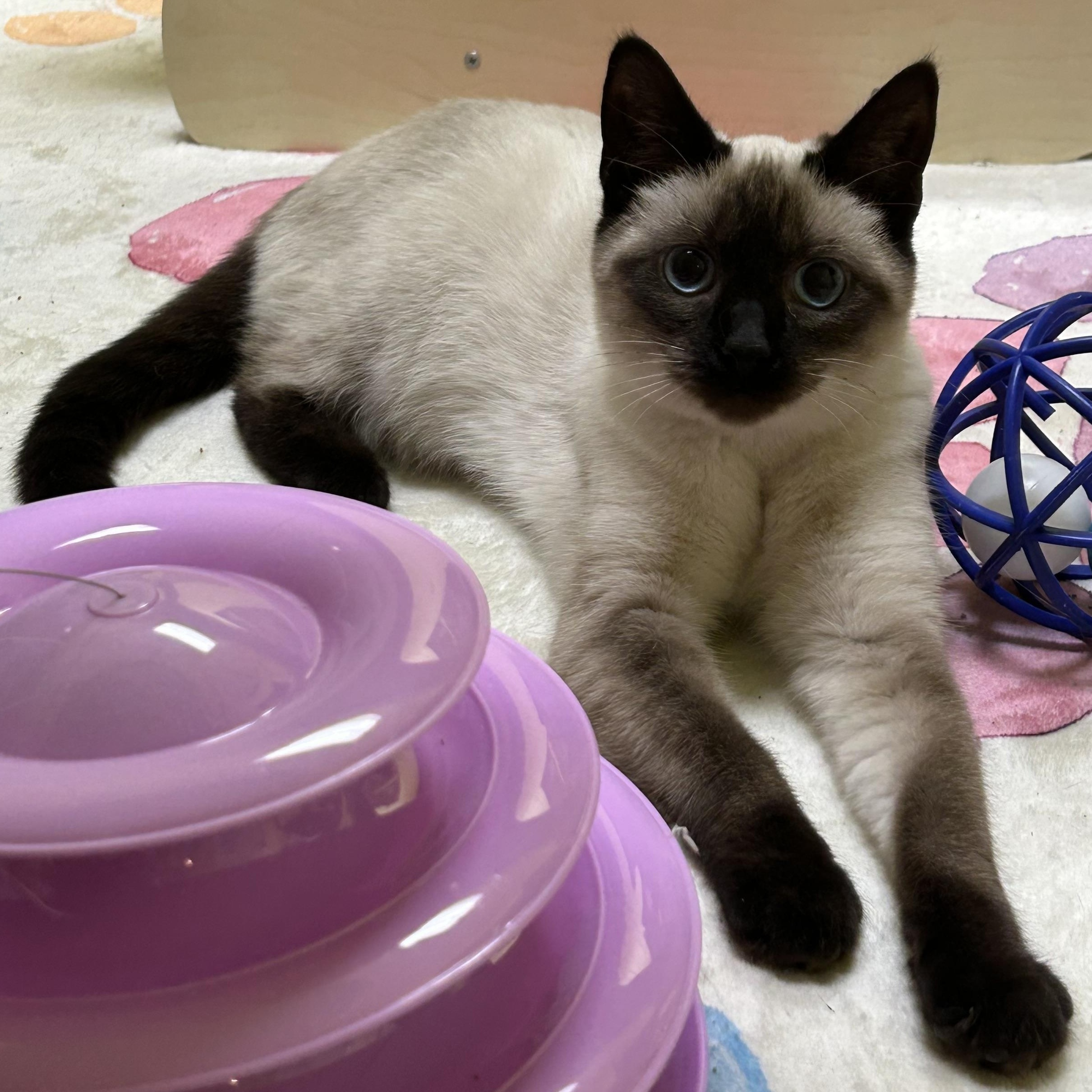 Champ and Chocolina, an adoptable Domestic Short Hair, Snowshoe in Memphis, TN, 38119 | Photo Image 3