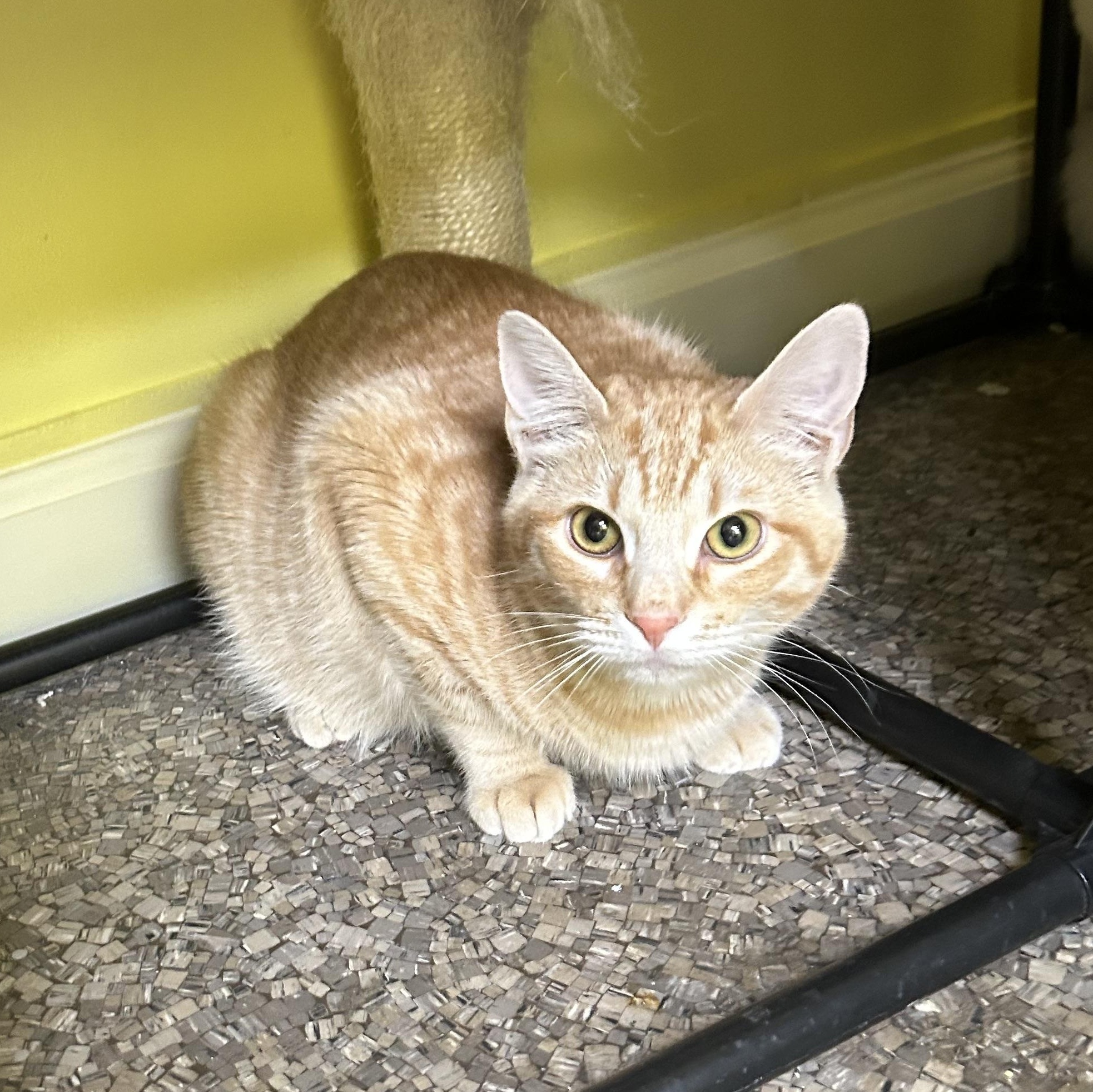 Enlarge Champ and Chocolina, a Adoptable mixed breed image 2/3