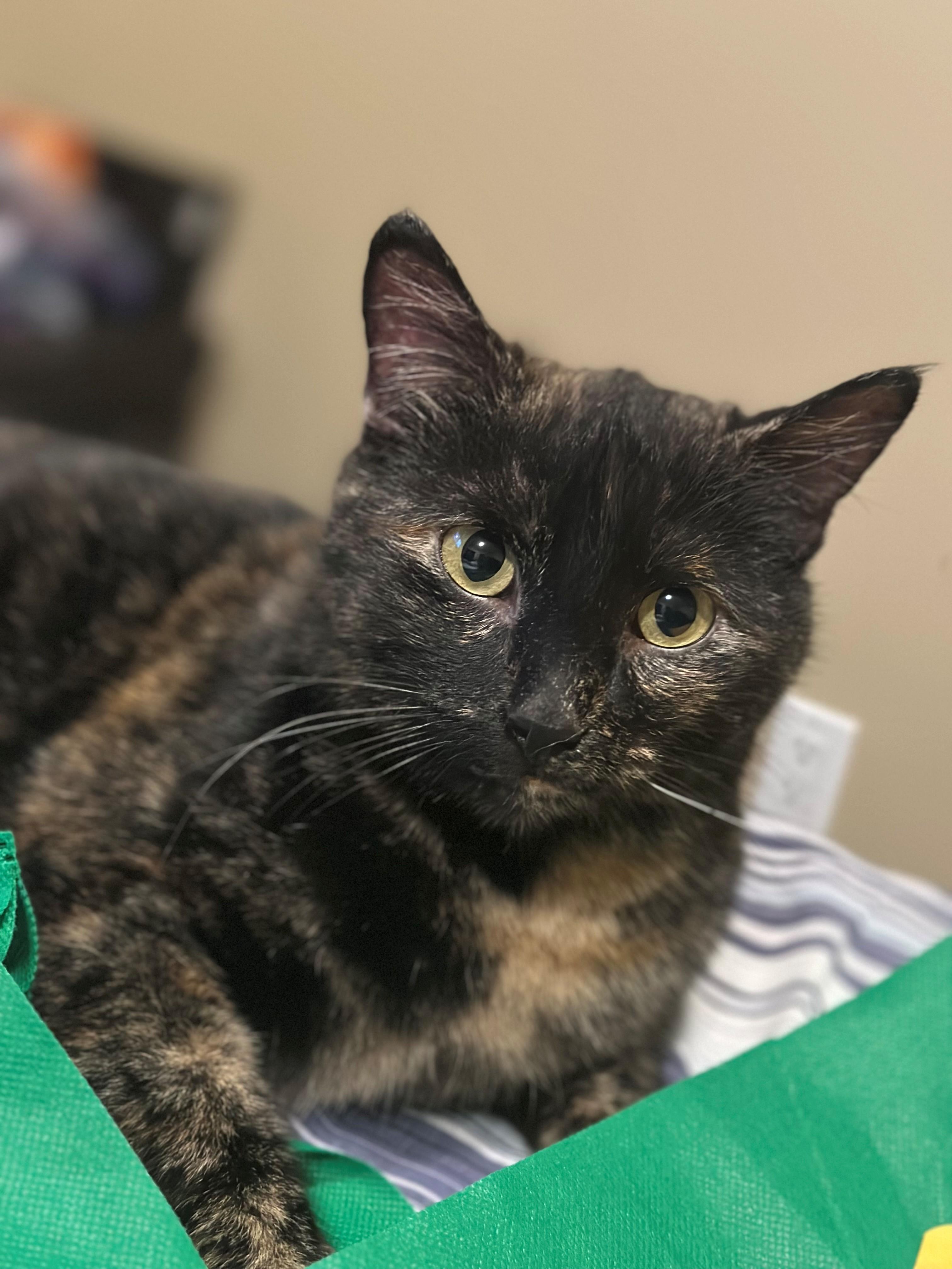 Enlarge Abigail, a Adoptable Tortoiseshell in Coalhurst, AB image 1/1
