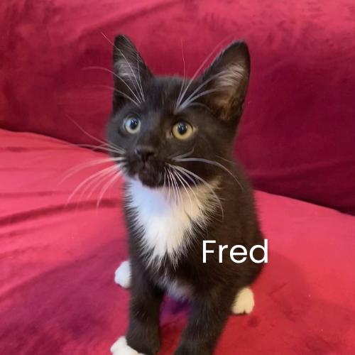 Enlarge Fred & Shaggy-Bonded Pair of Cuddlebugs, an adopted Domestic Short Hair in Laurel, MD image 2/5