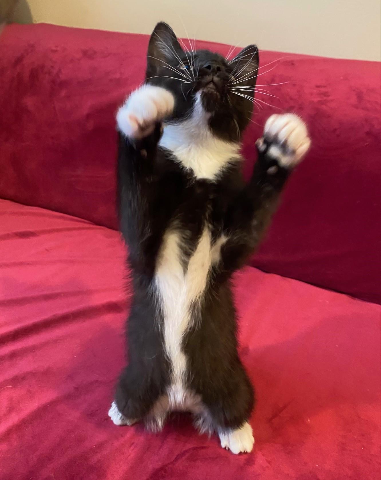 Enlarge Fred & Shaggy-Bonded Pair of Cuddlebugs, an adopted Domestic Short Hair in Laurel, MD image 4/5