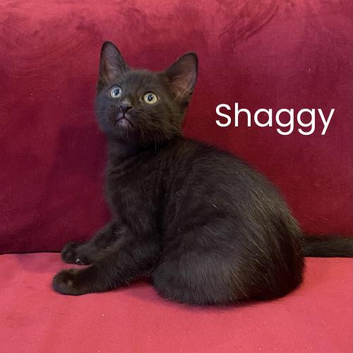 Enlarge Fred & Shaggy-Bonded Pair of Cuddlebugs, an adopted Domestic Short Hair in Laurel, MD image 3/5