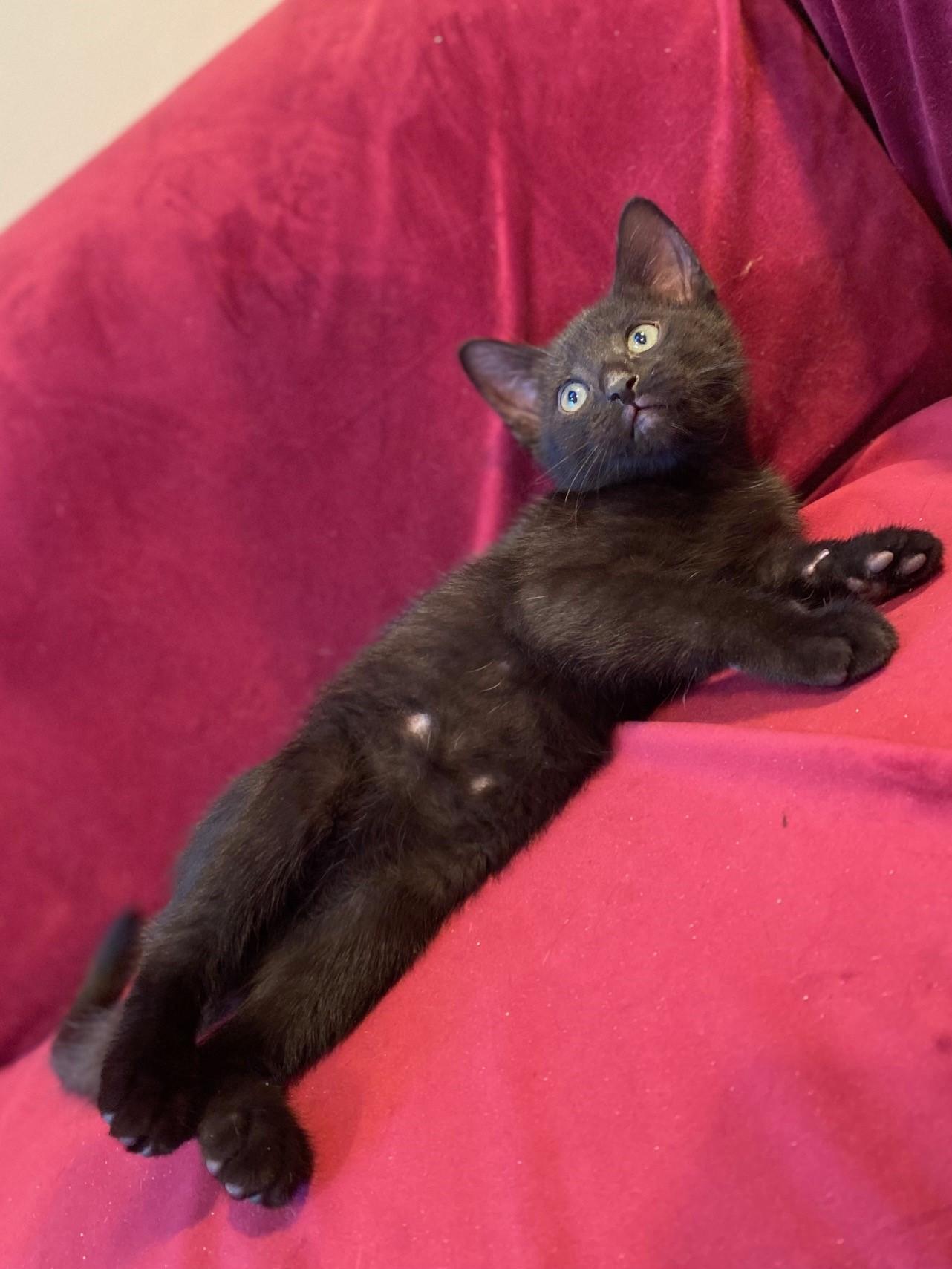 Enlarge Fred & Shaggy-Bonded Pair of Cuddlebugs, an adopted Domestic Short Hair in Laurel, MD image 5/5