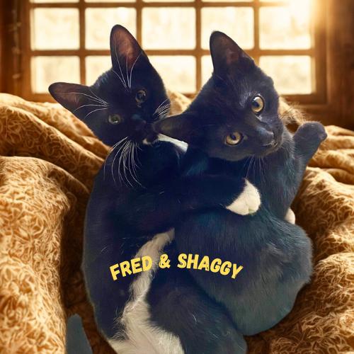 Fred & Shaggy-Bonded Pair of Cuddlebugs, adopted, Kitten Male Domestic Short Hair.
