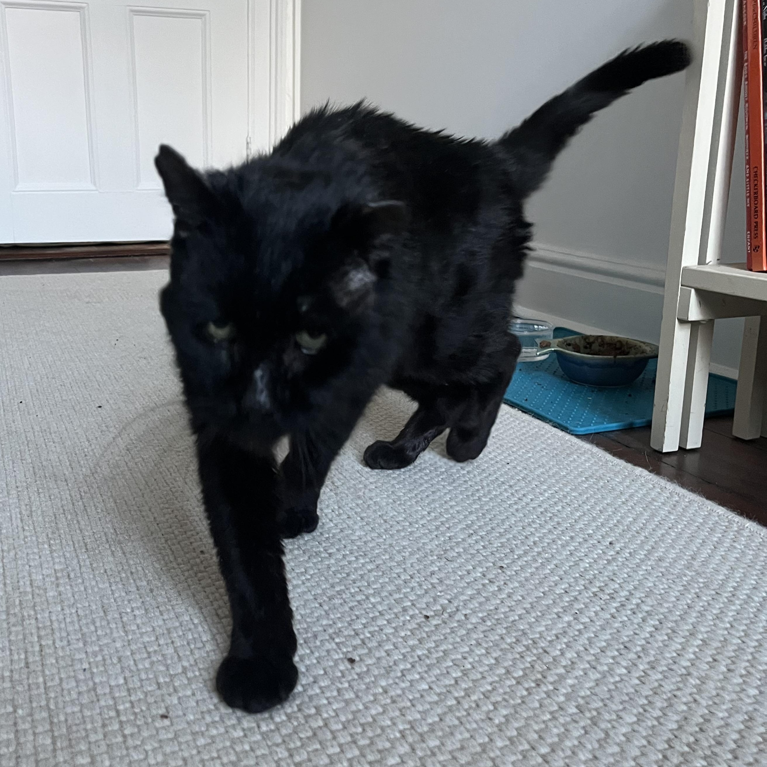 Enlarge SLIM handsome & affectionate, a Adopted Domestic Medium Hair in Cornwall on Hudson, NY image 3/4