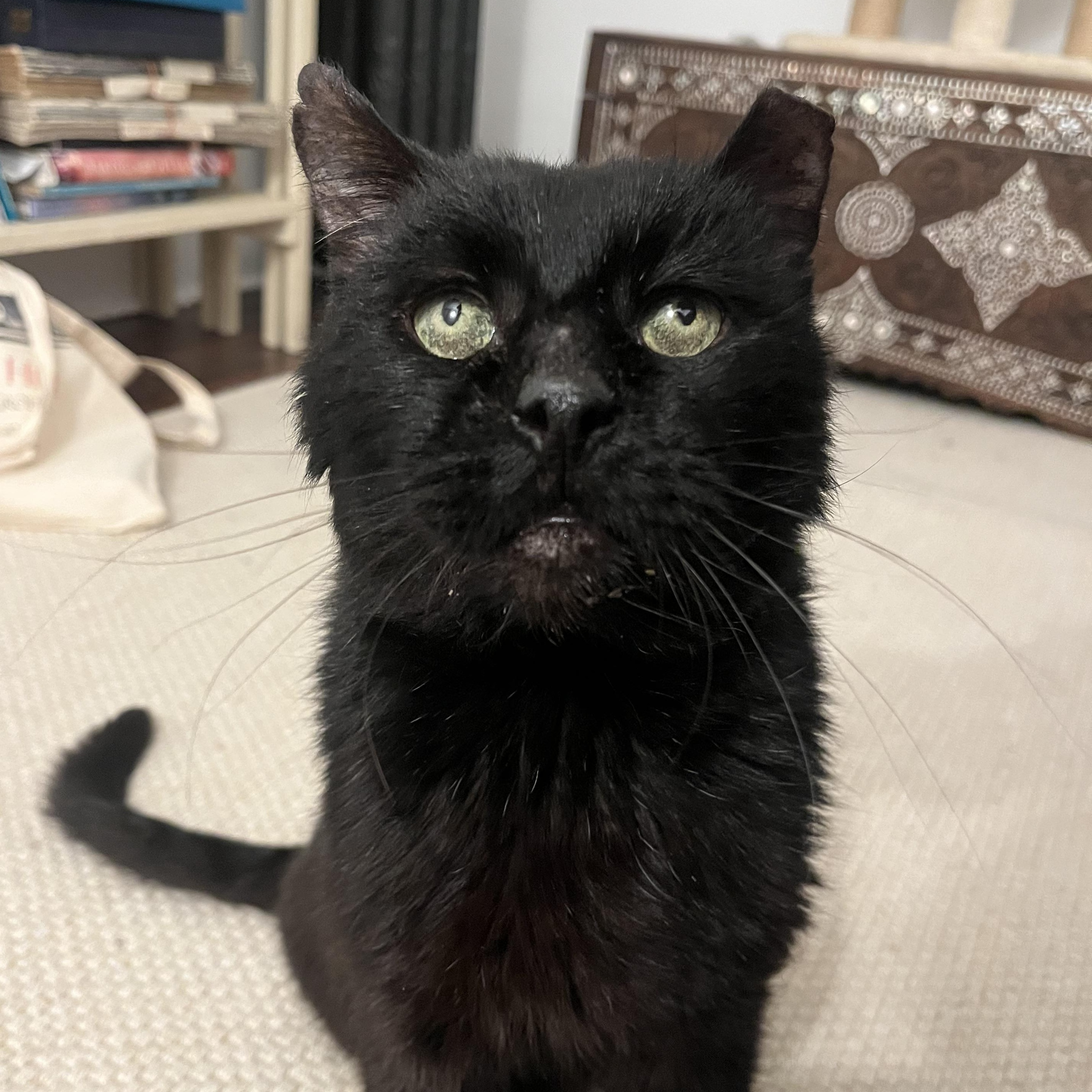 Enlarge SLIM handsome & affectionate, a Adopted Domestic Medium Hair in Cornwall on Hudson, NY image 2/4